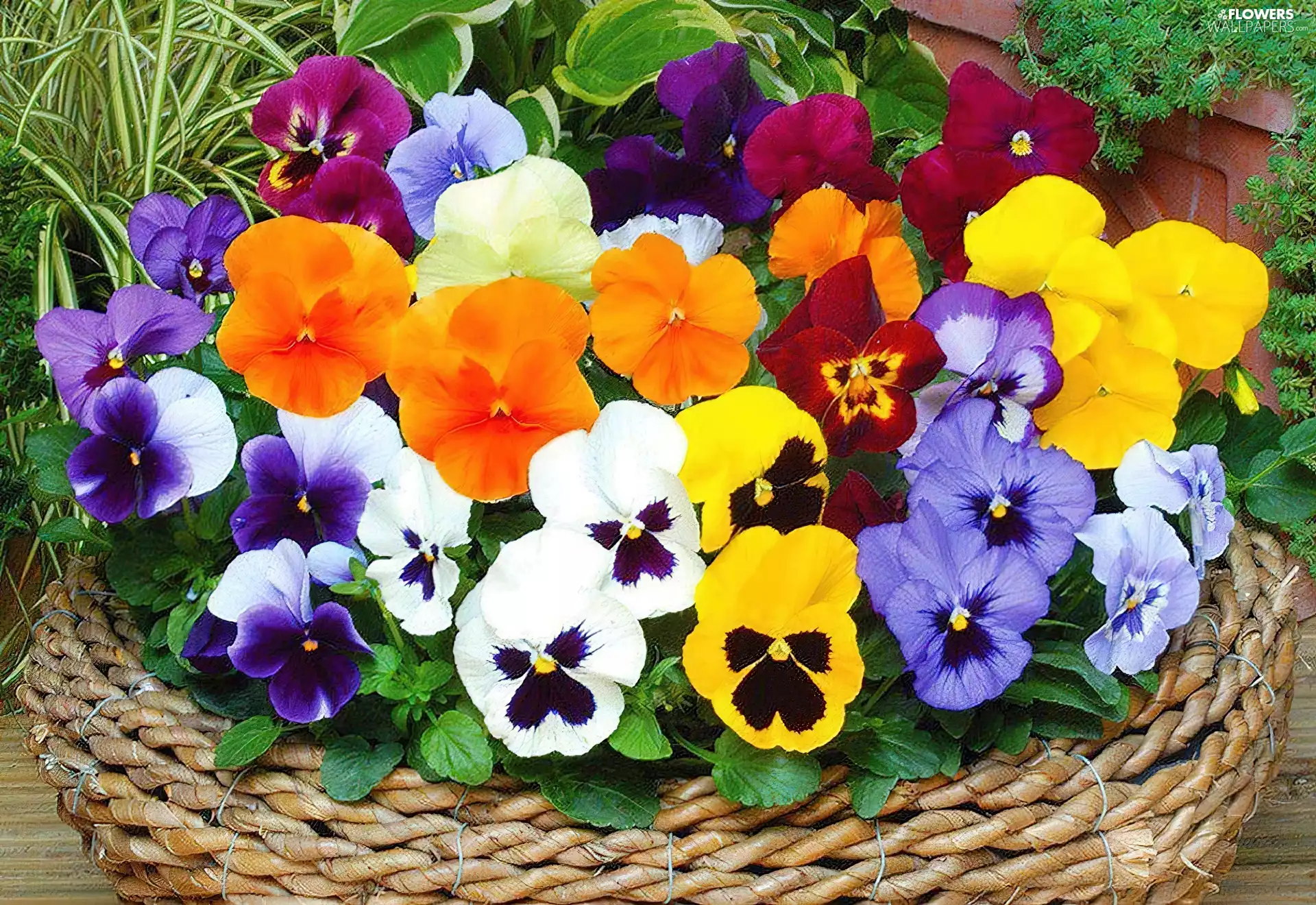 basket, pansies