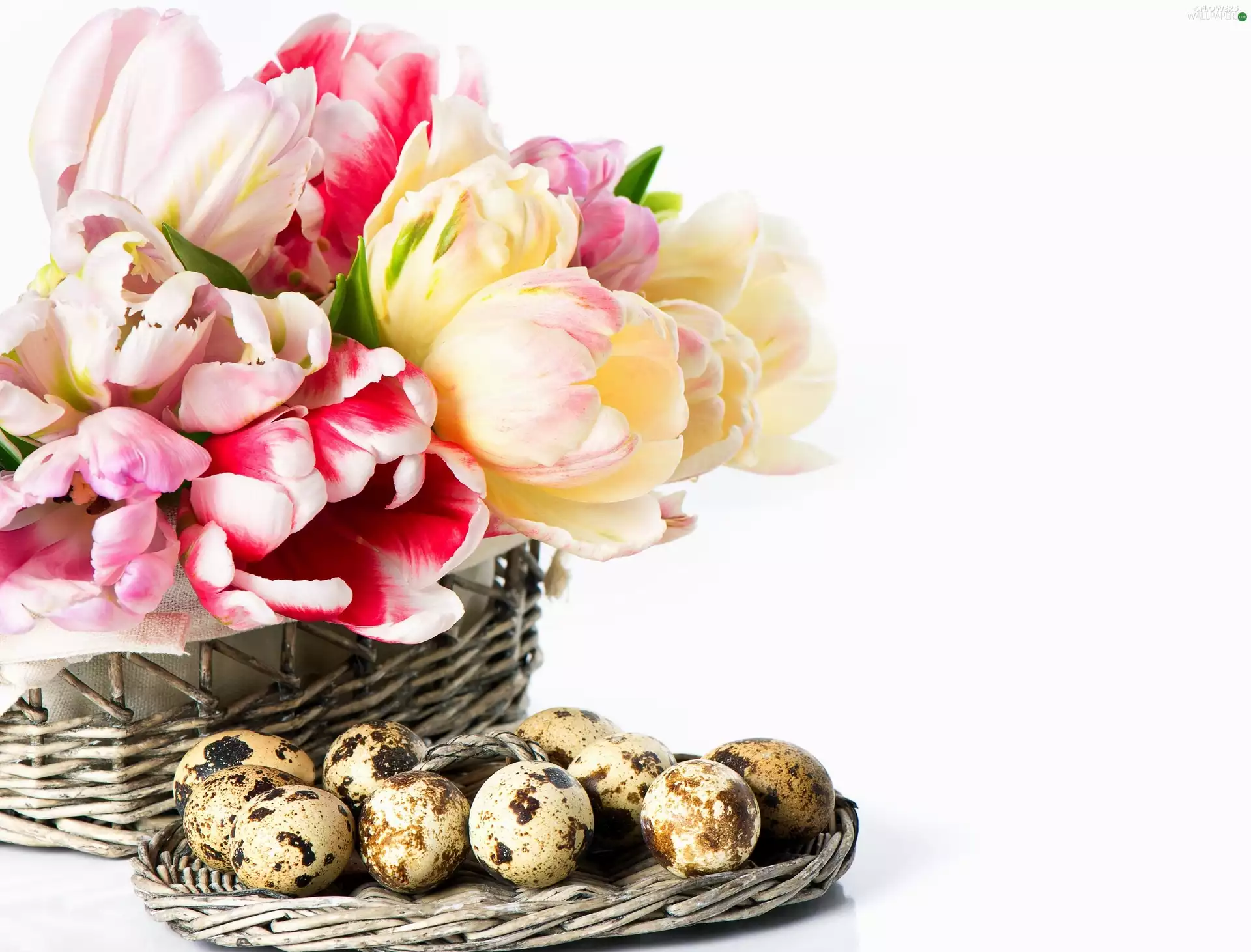 quail, Tulips, basket, eggs