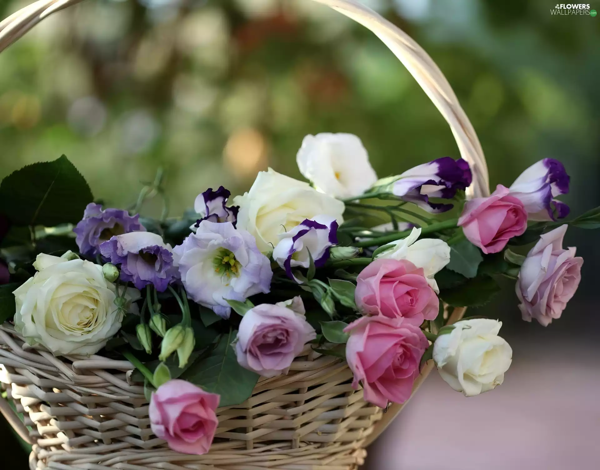 basket, color, roses