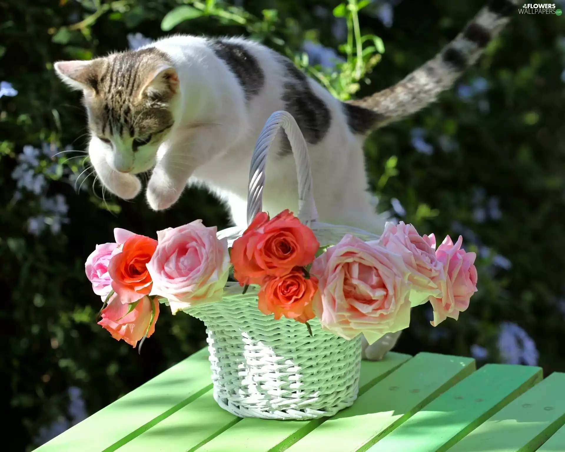 basket, kitten, roses