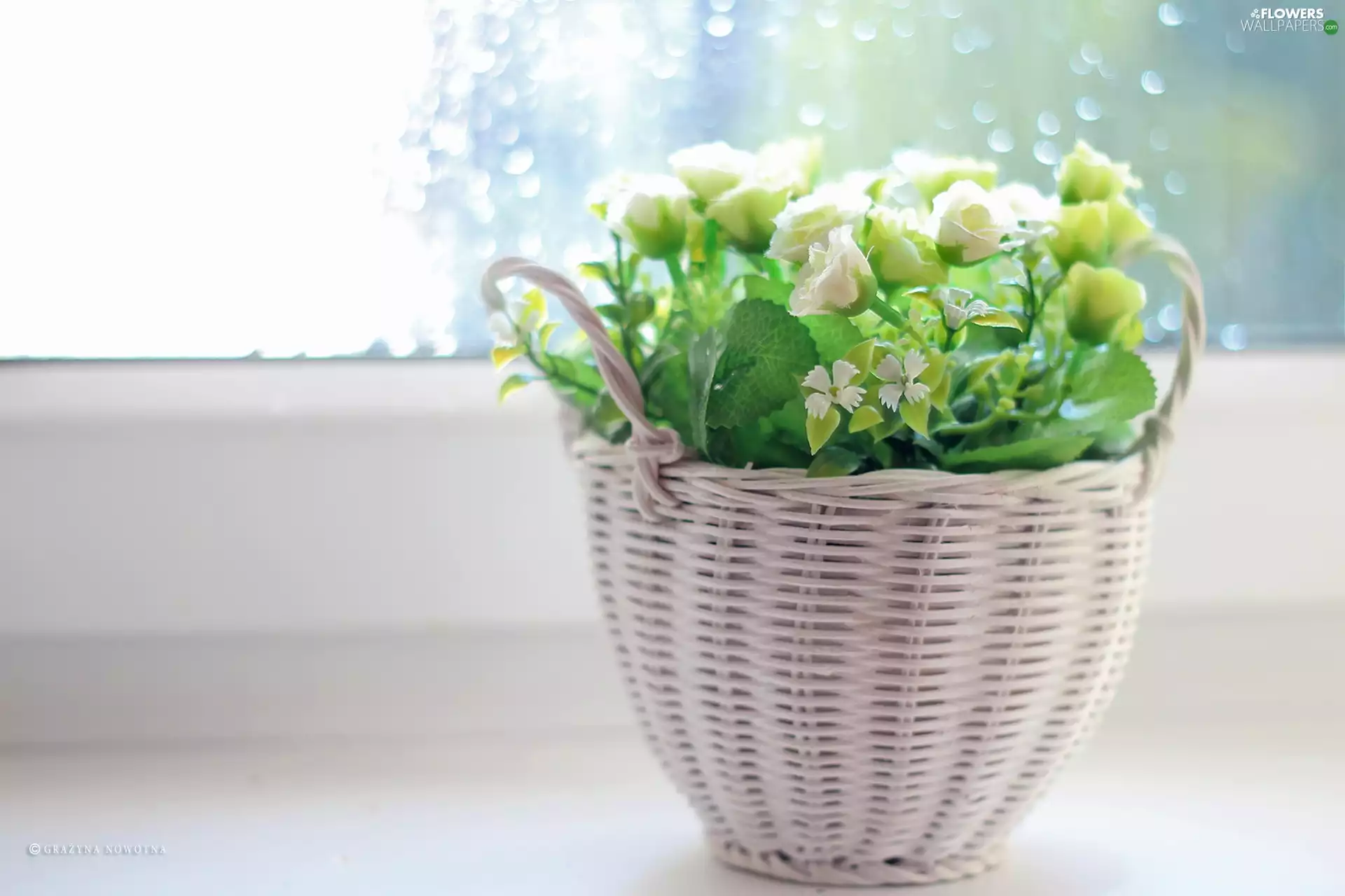basket, White, roses