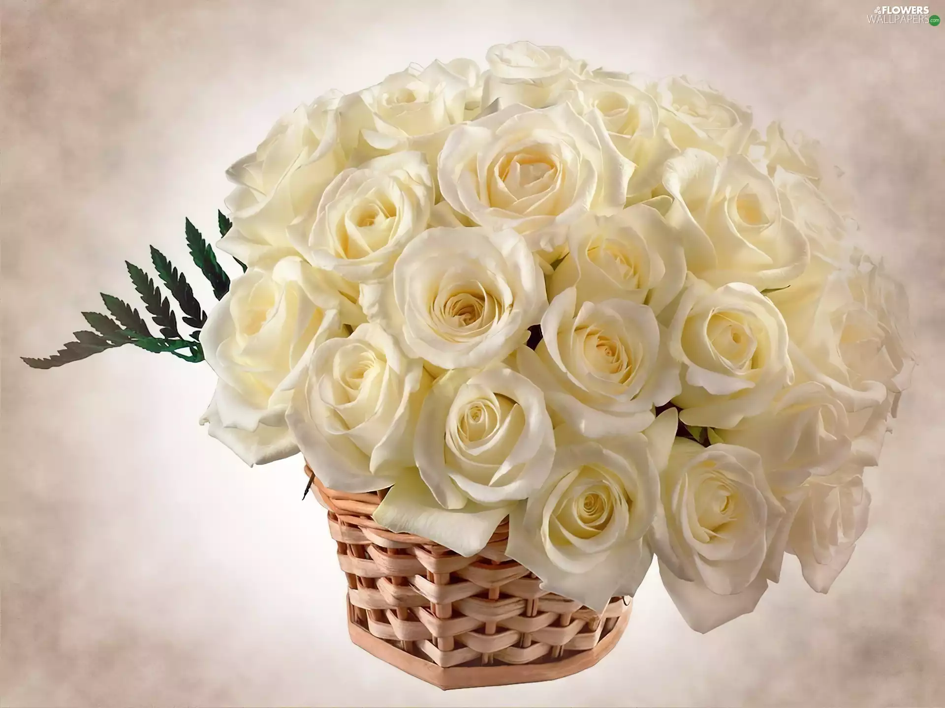 basket, White, roses
