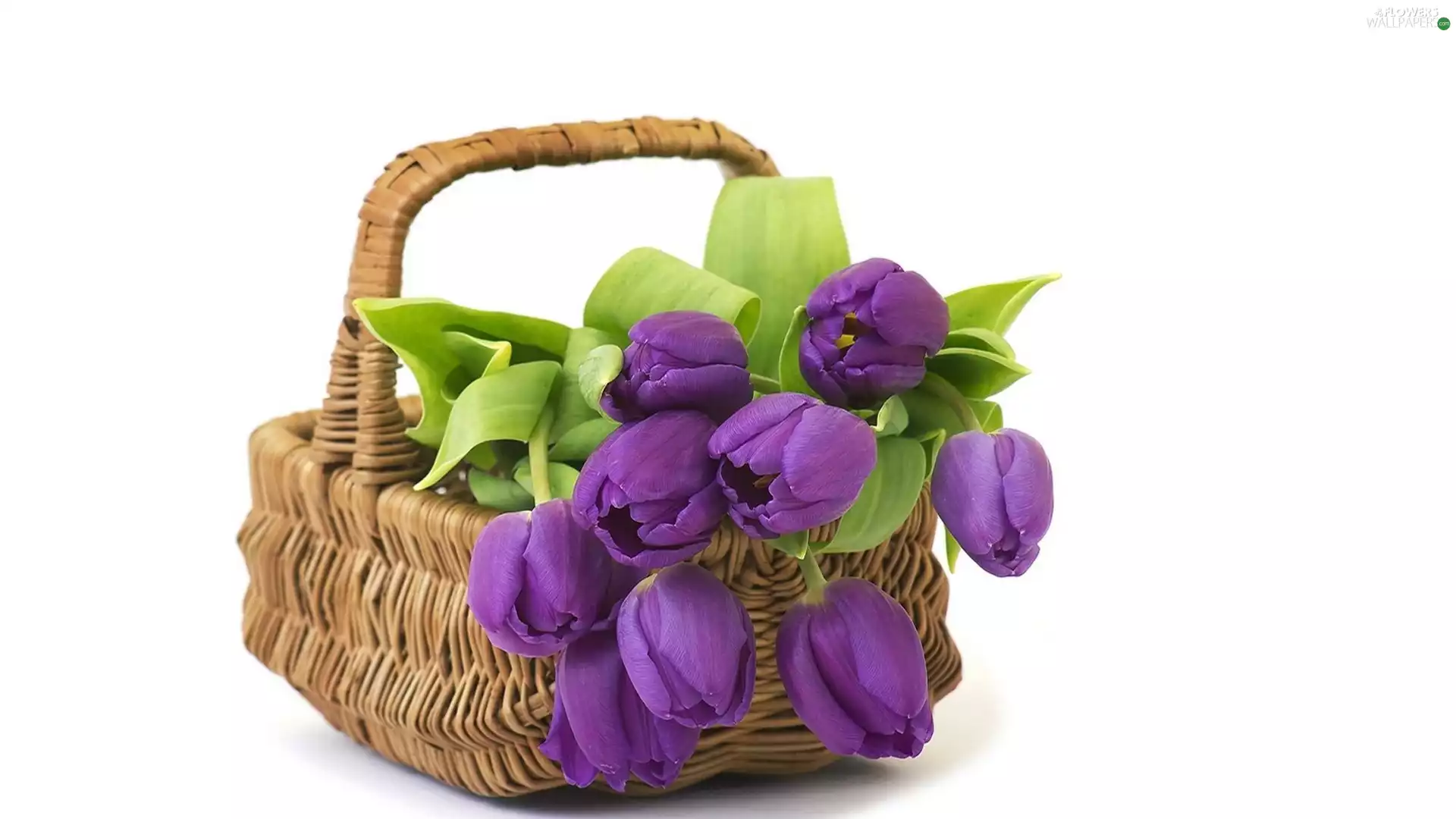 basket, purple, Tulips