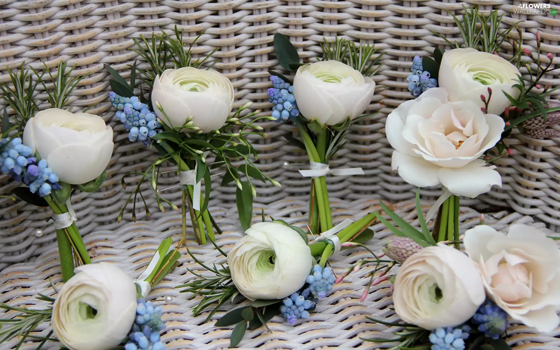 Muscari, basket, White, glaucoma, Flowers