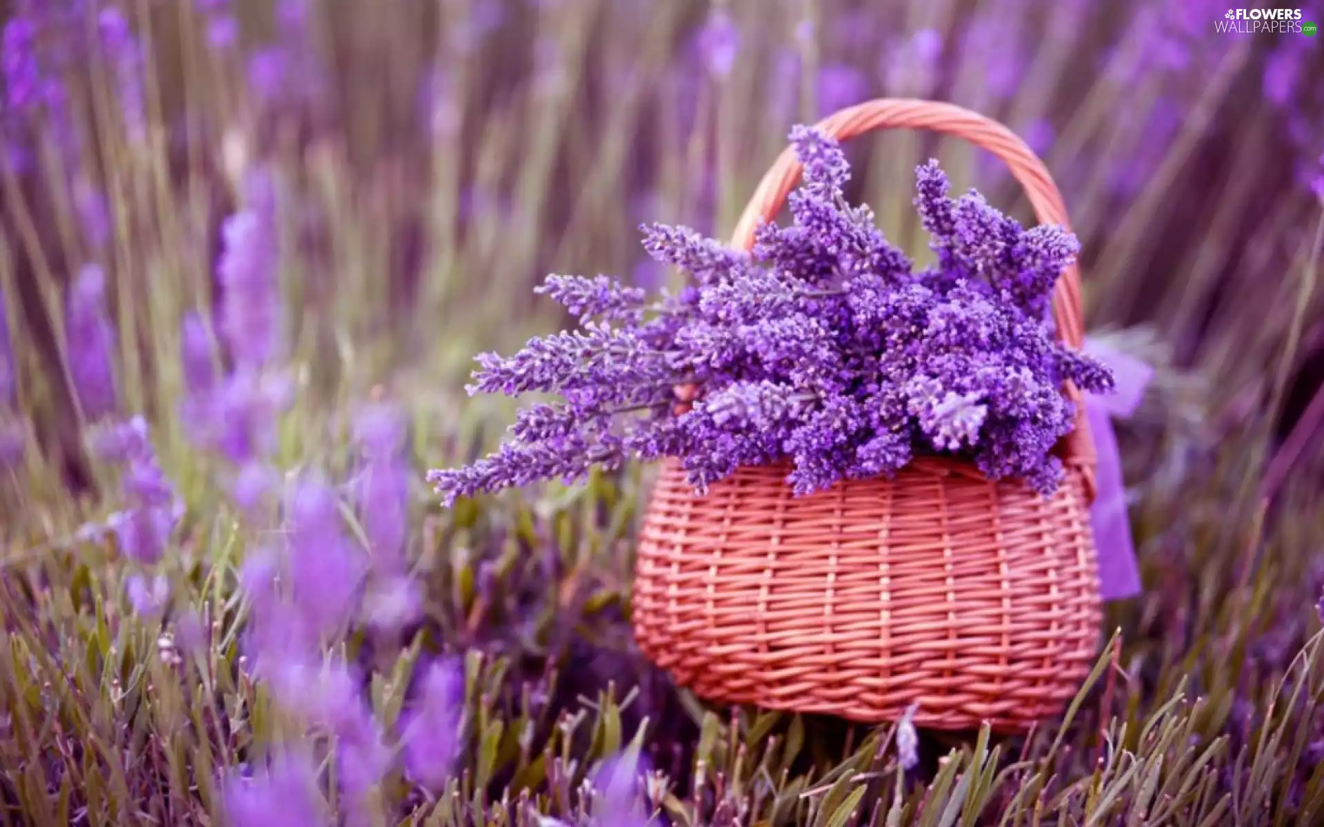 basket, lavender, wicker