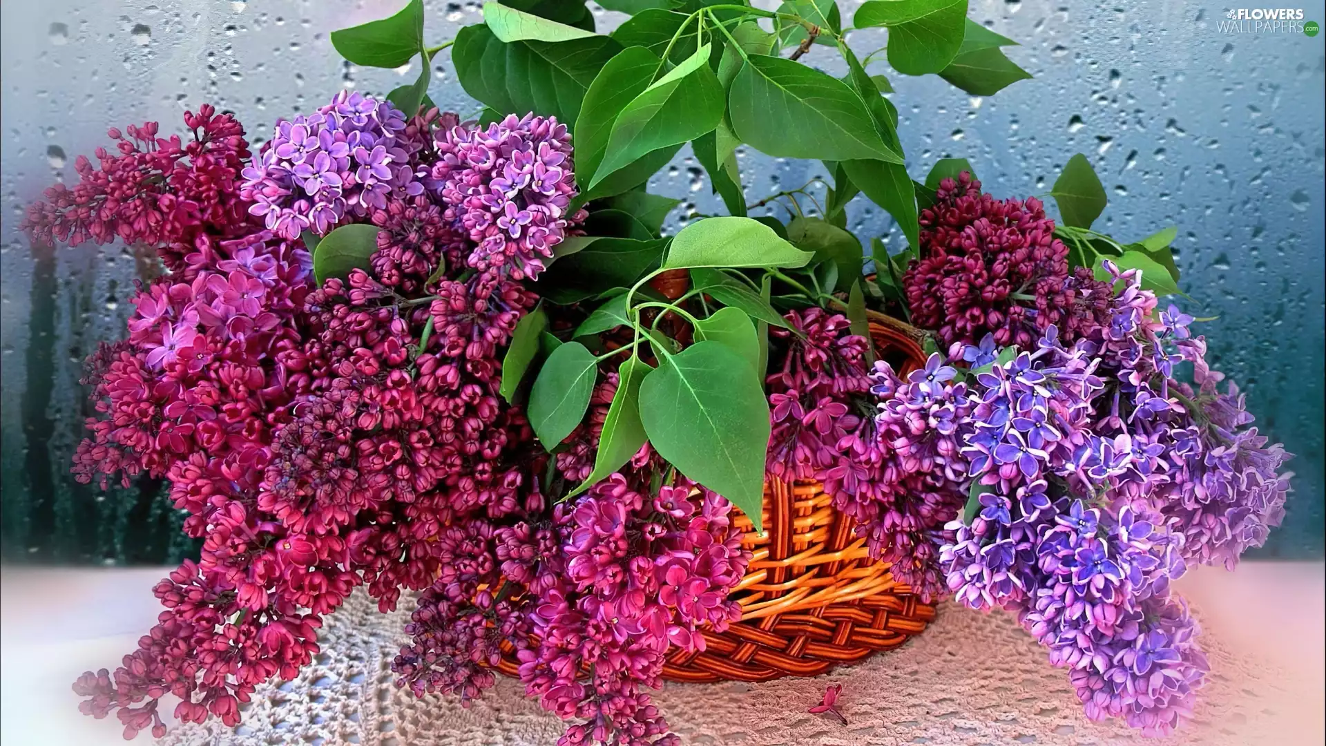 without, drops, water, basket