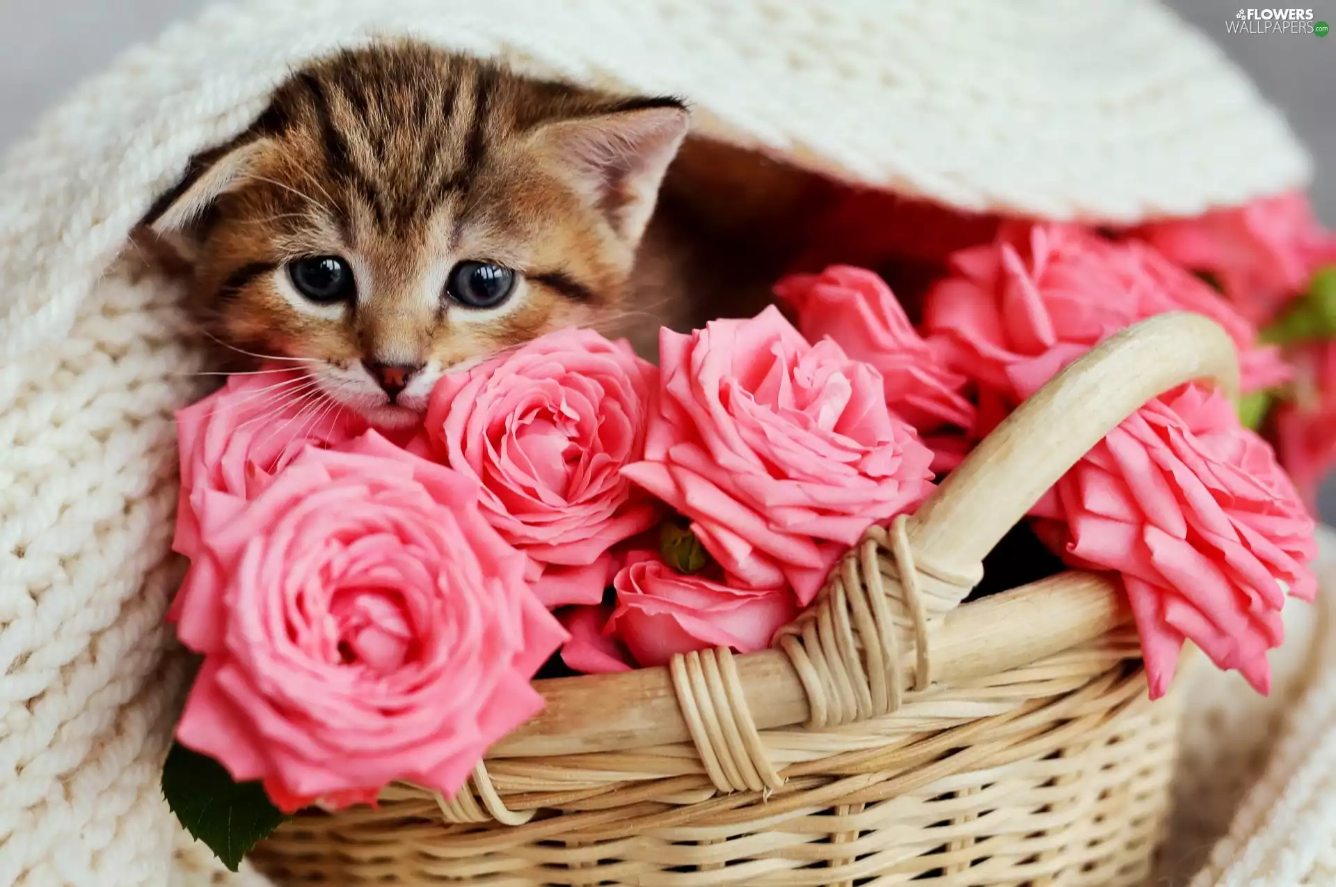 Pink, wicker, wool, basket, cat, roses, coverlet
