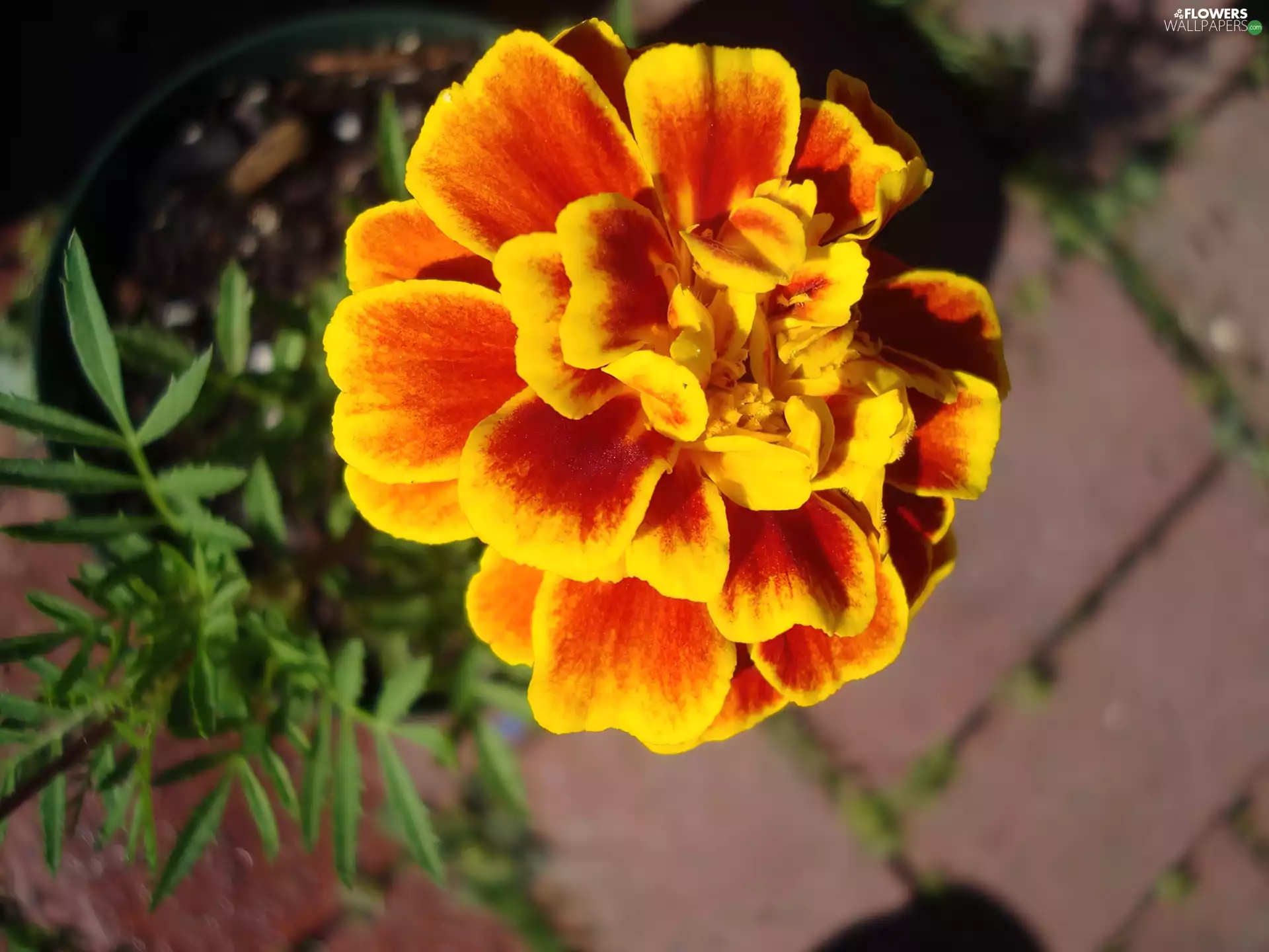 basket, Orange, Yellow