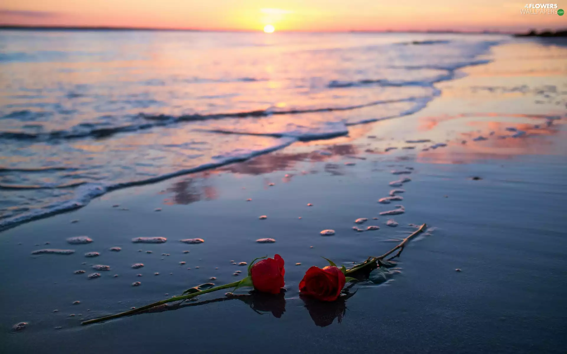 Red, Beaches, Great Sunsets, roses