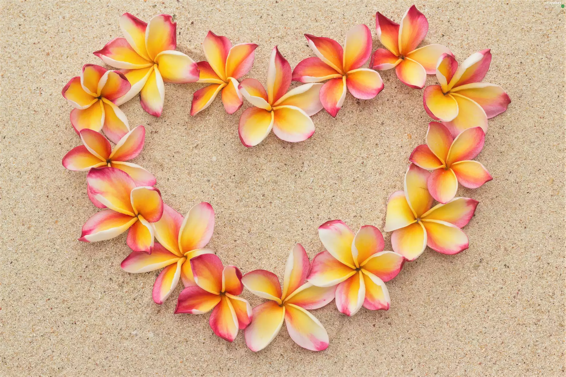 Flowers, composition, Sand, Beaches, Plumeria, Heart