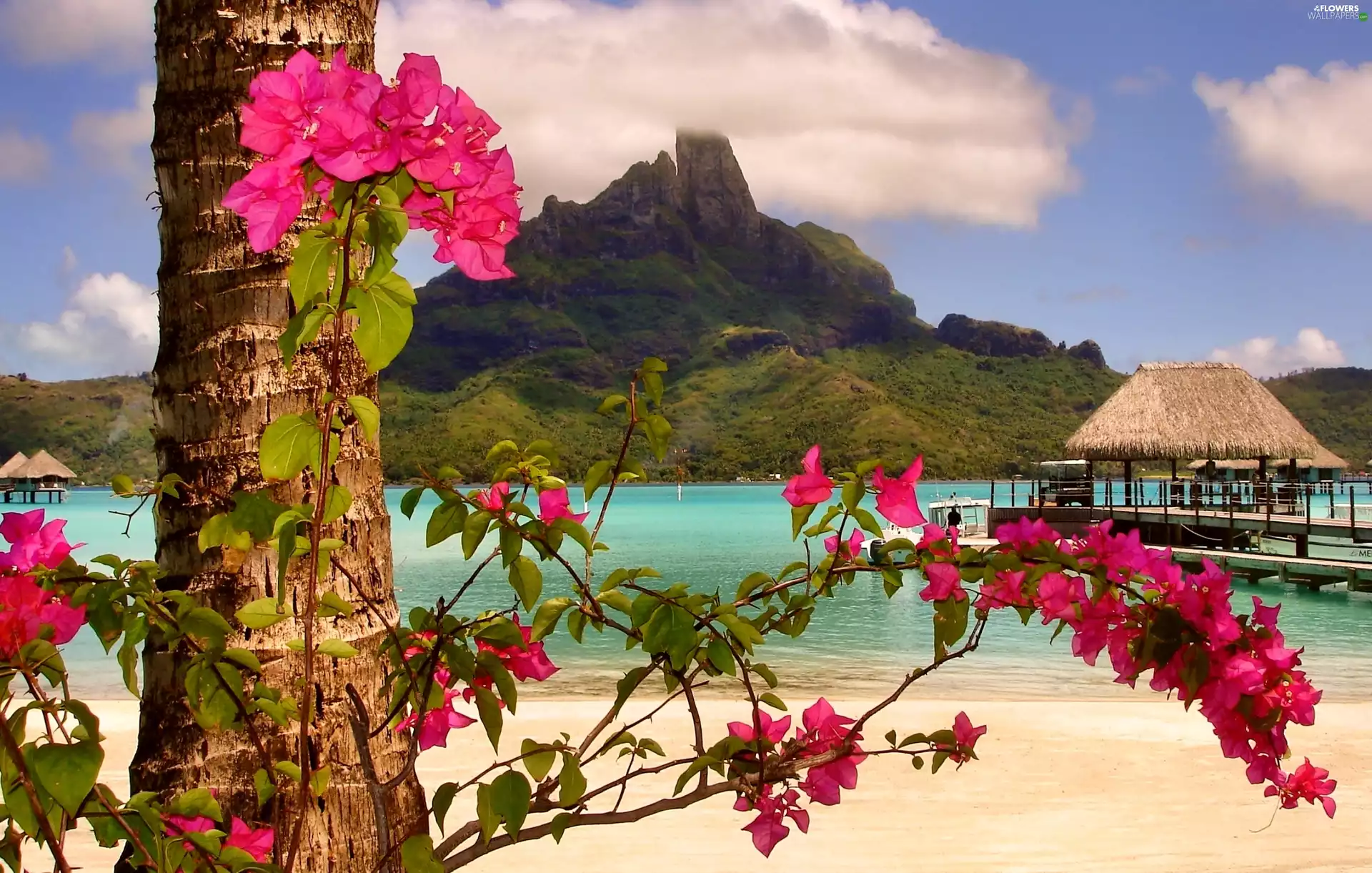 Bougainvillea, Bora Bor, Beaches, Mountains, Ocean