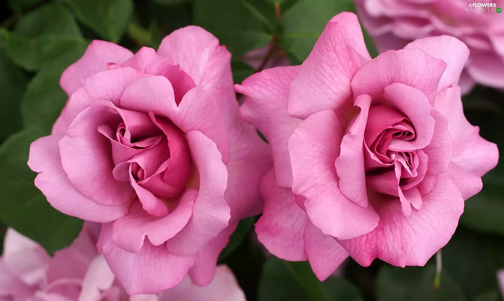 Pink Roses, Flowers, beatyfull