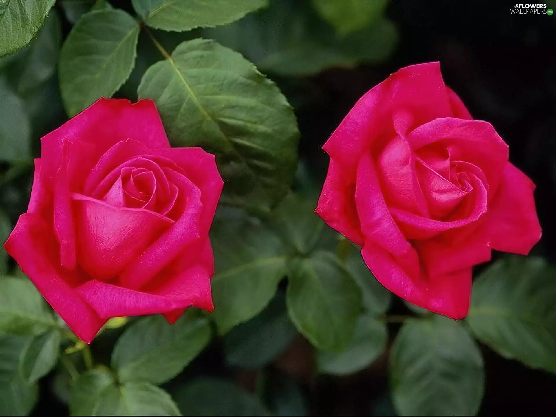 Two, Pink, roses, beatyfull