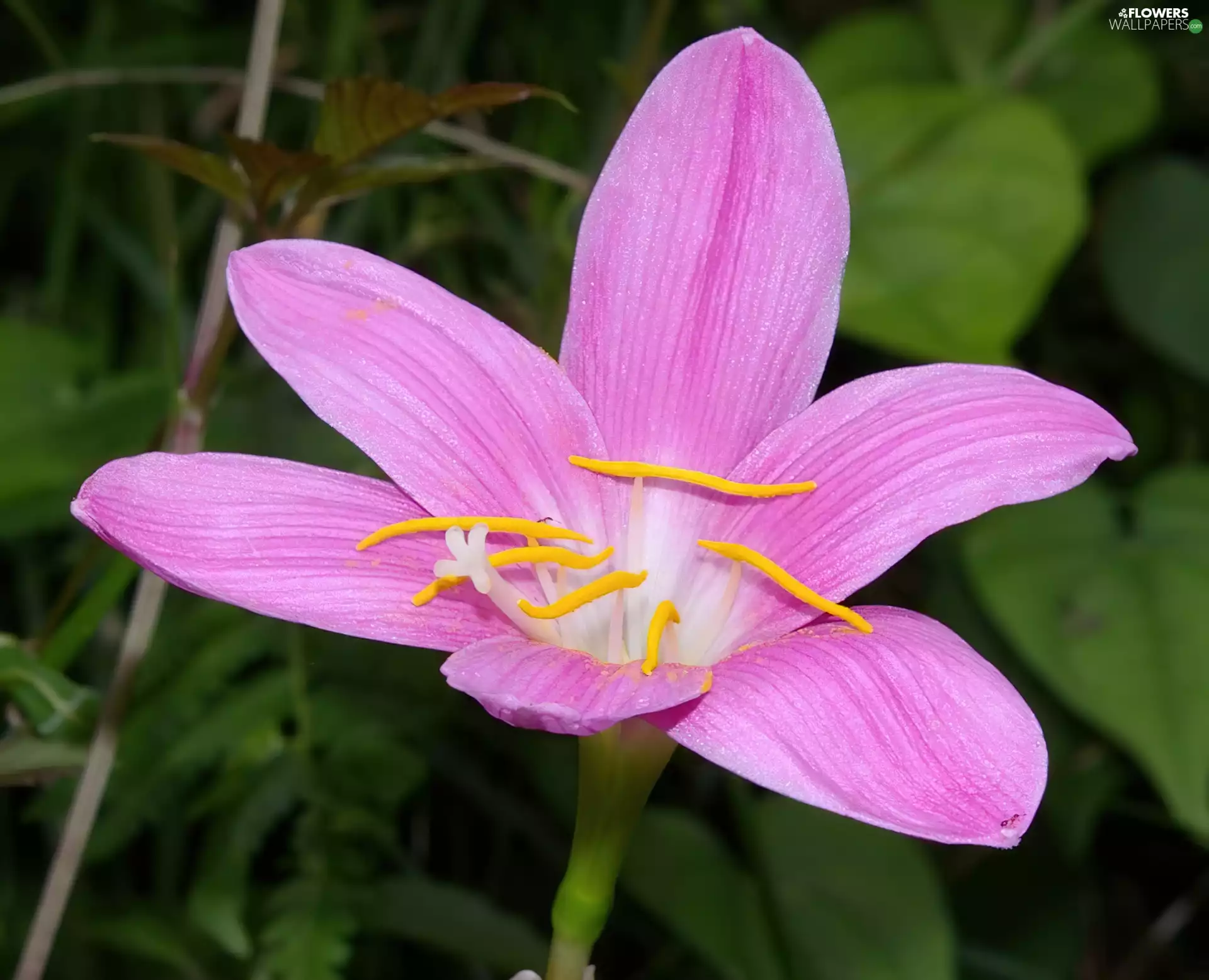 beautiful, Colourfull Flowers
