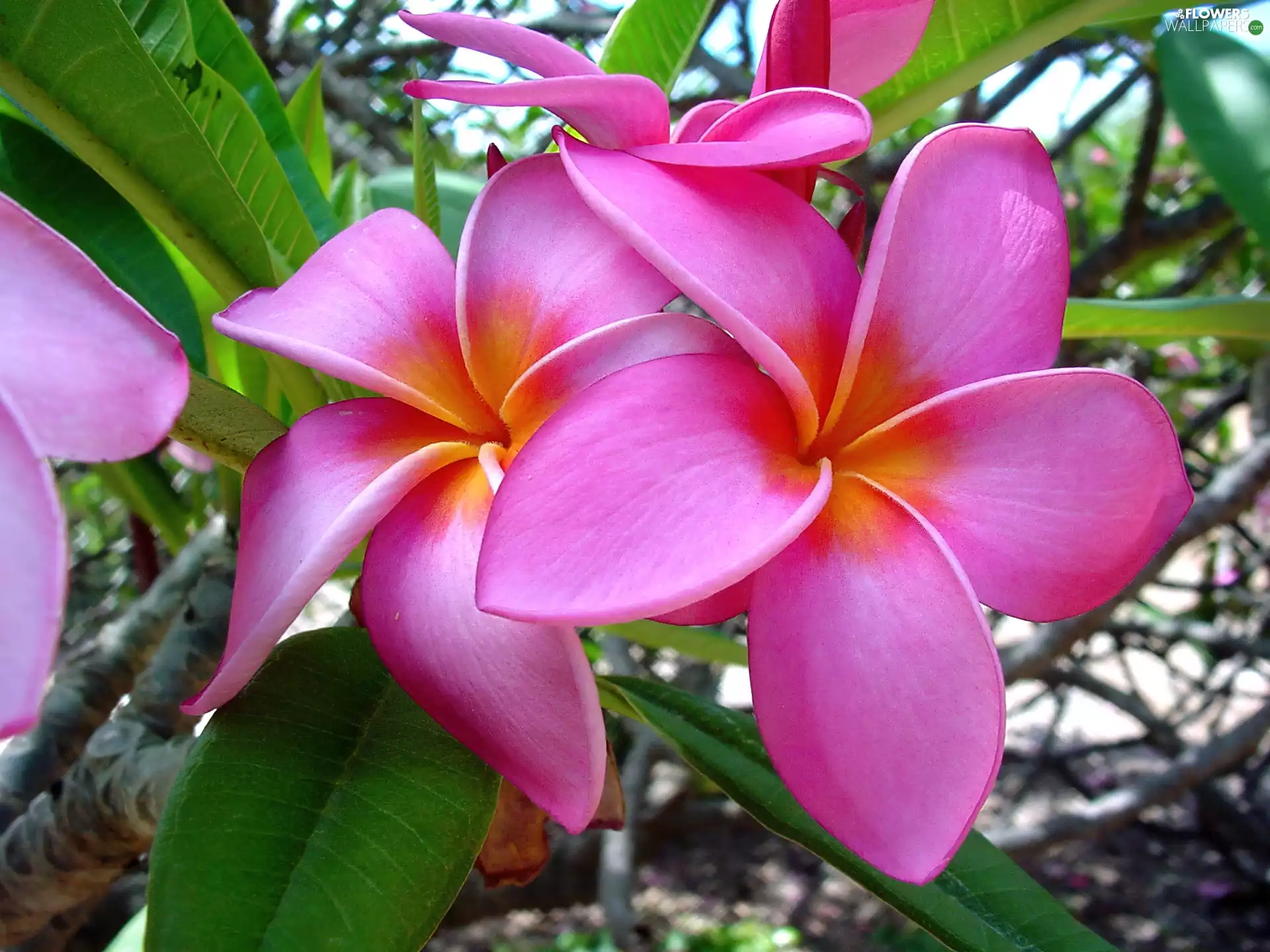 Beauty, Plumeria