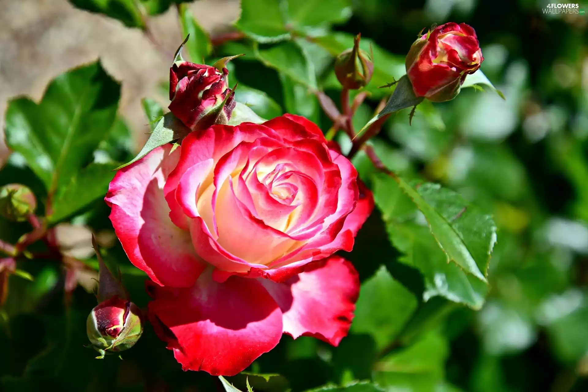 Beauty, rose