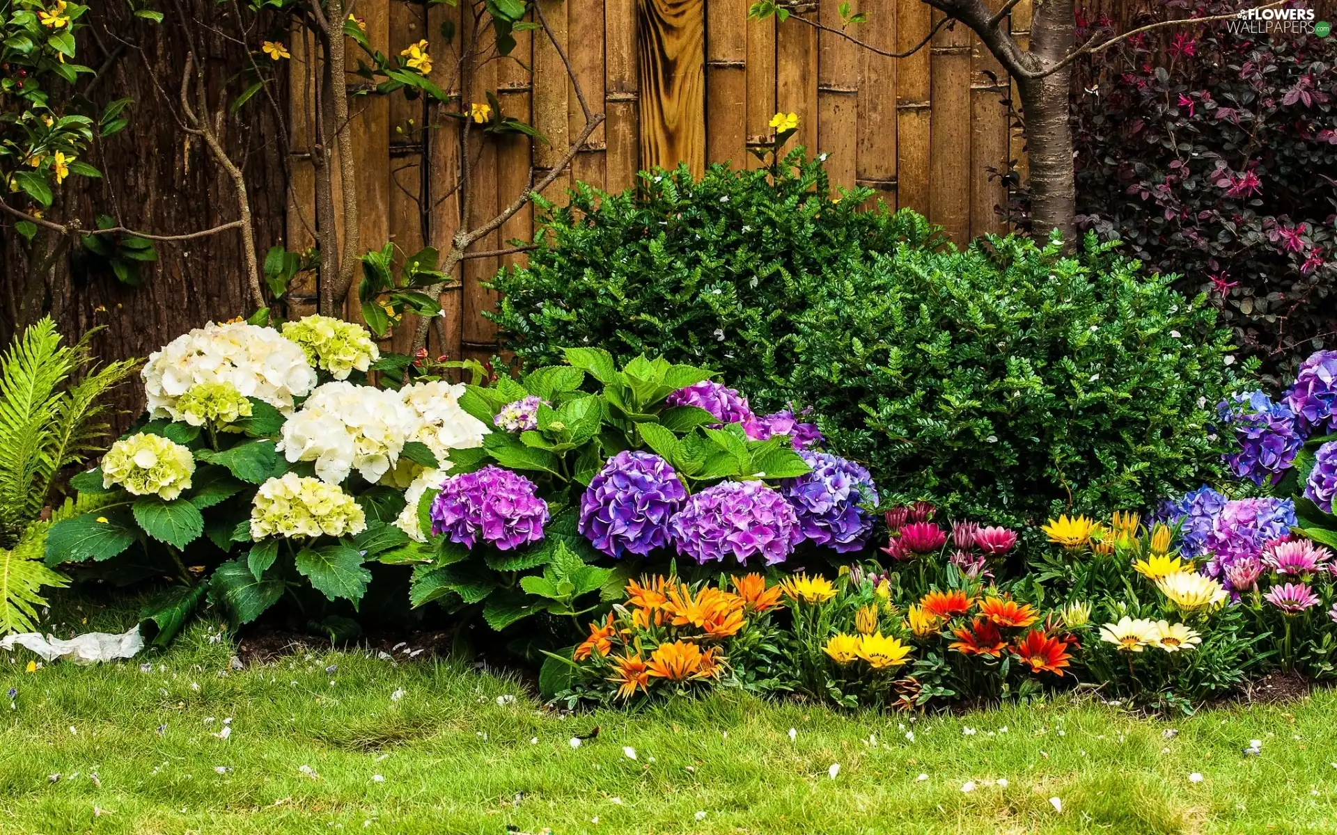 flower-bed, Bush, fern, Flower