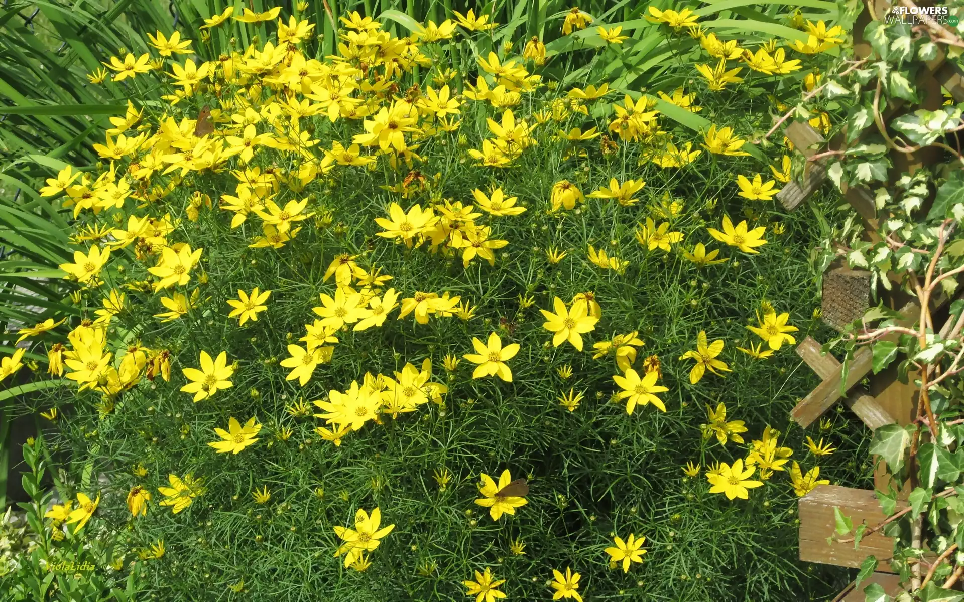 Coreopsis, Flowers, flower-bed