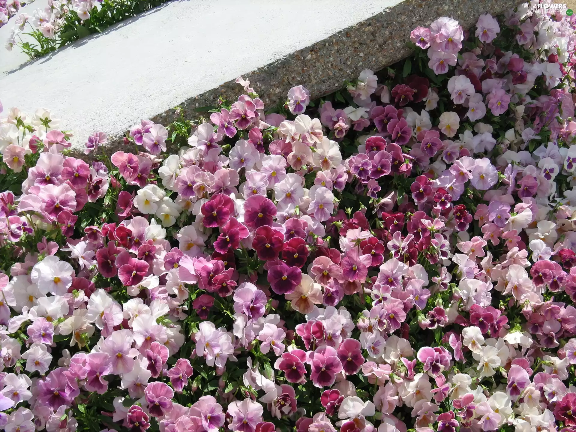 pansies, garden, flower-bed