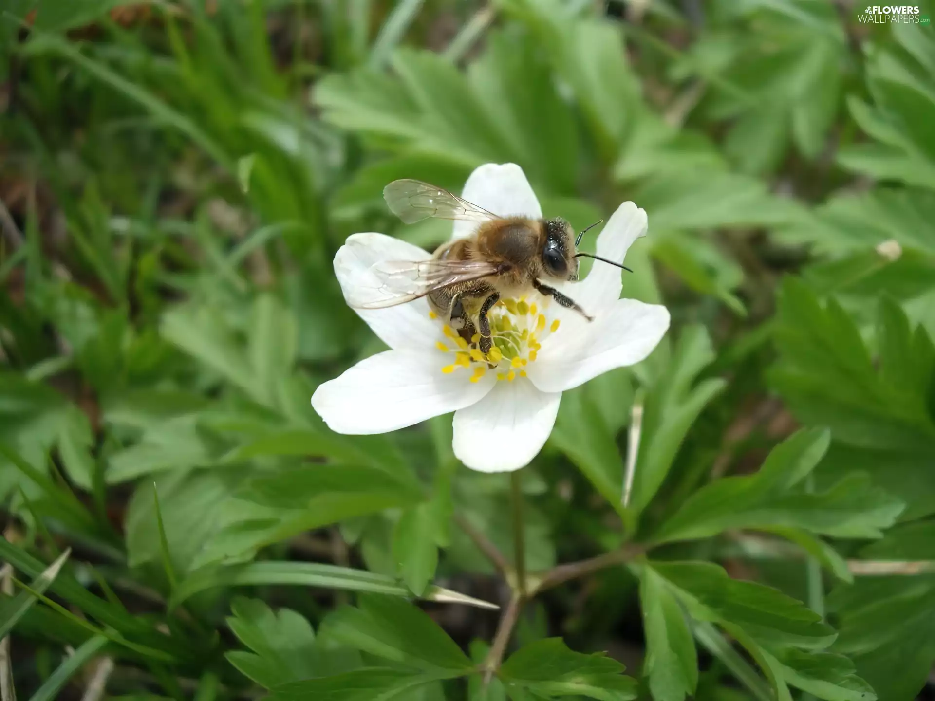 bee, anemone