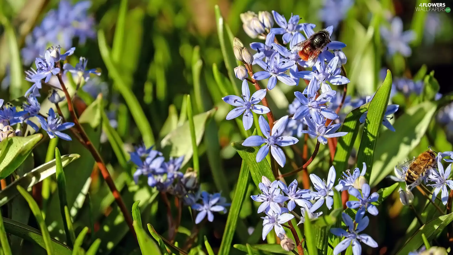 Insect, bee, Blue, squill, Flowers