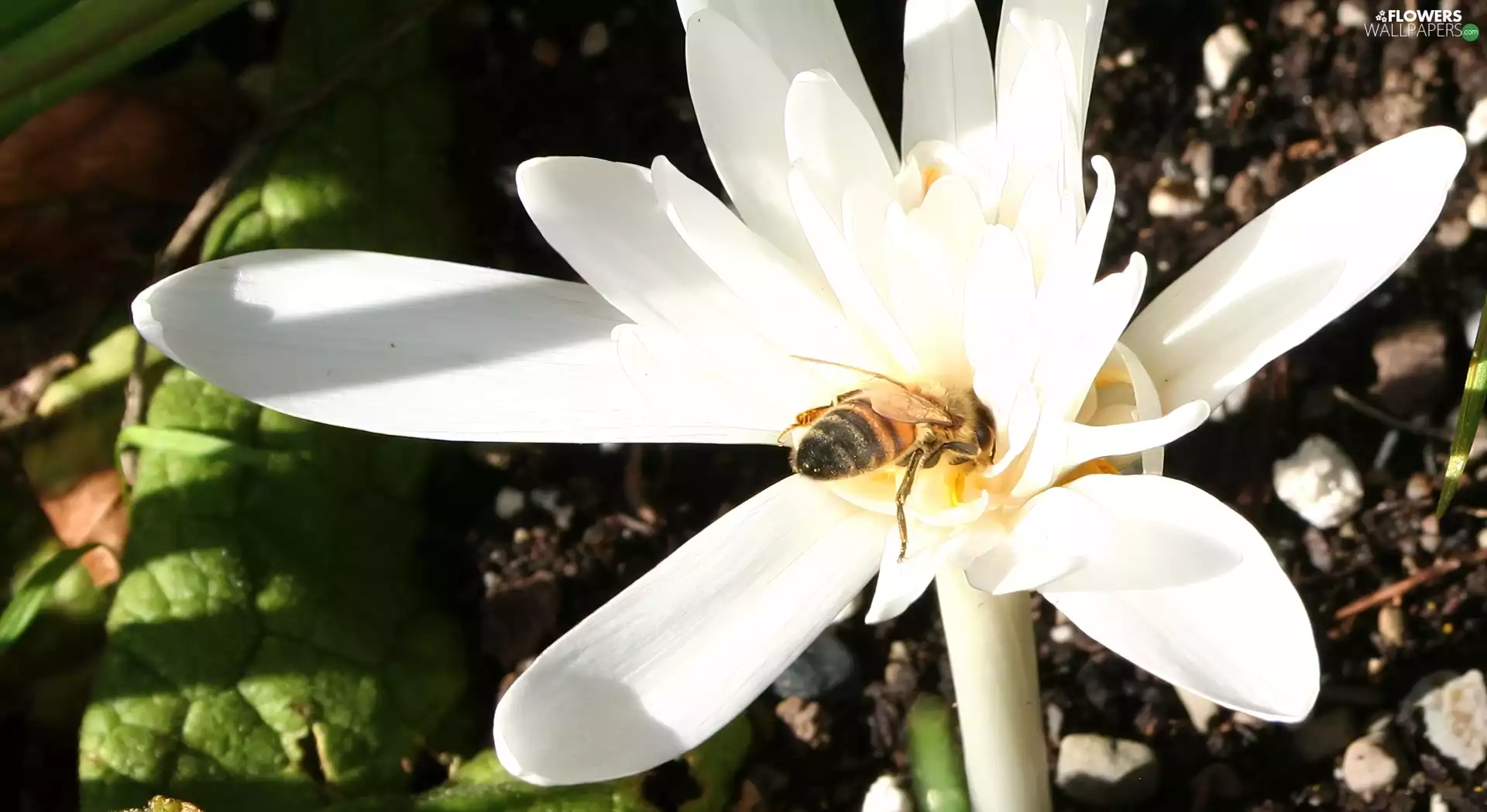 bee, White, colchicum
