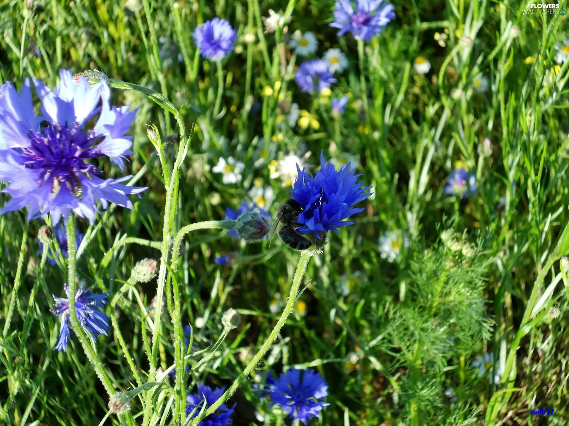 bee, Meadow, cornflowers