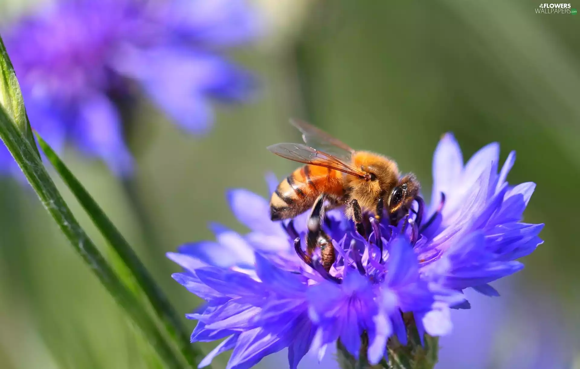bee, cornflowers