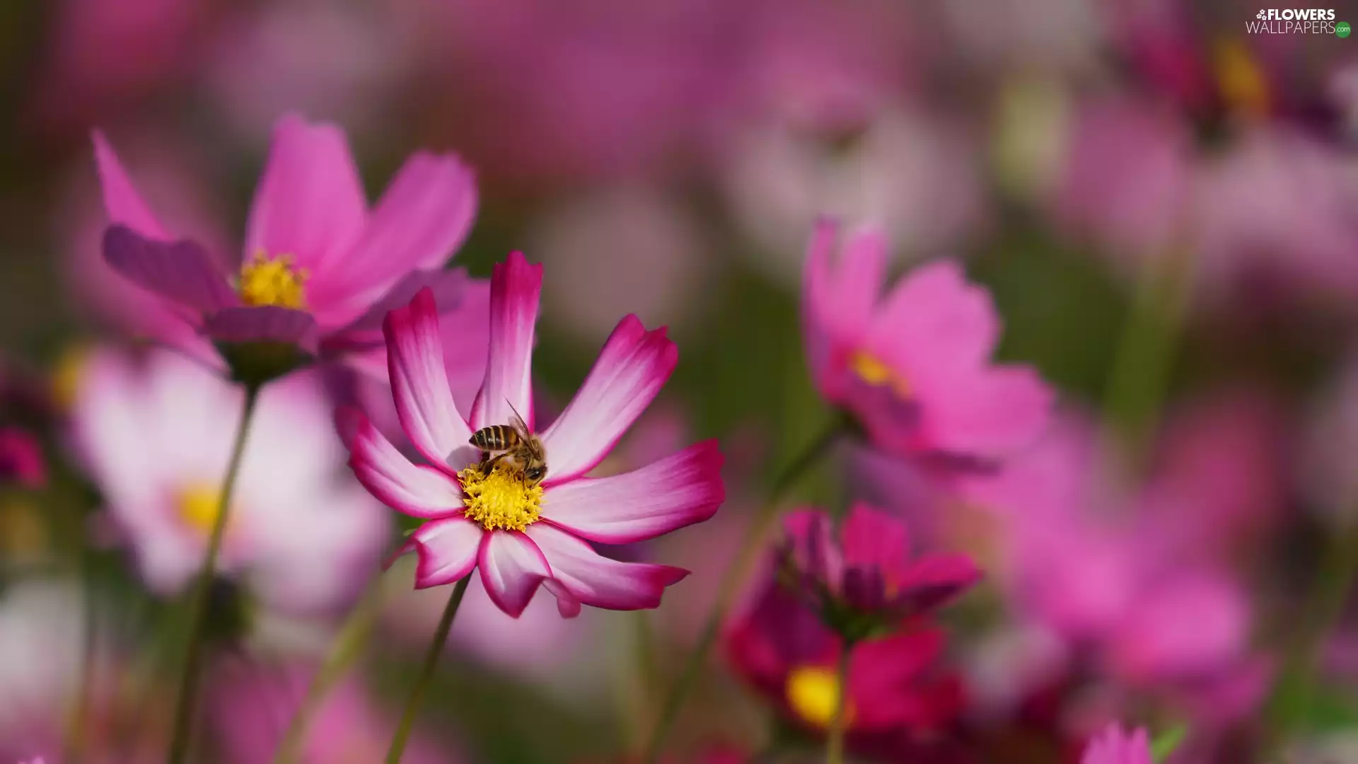bee, Blossoming, Cosmos