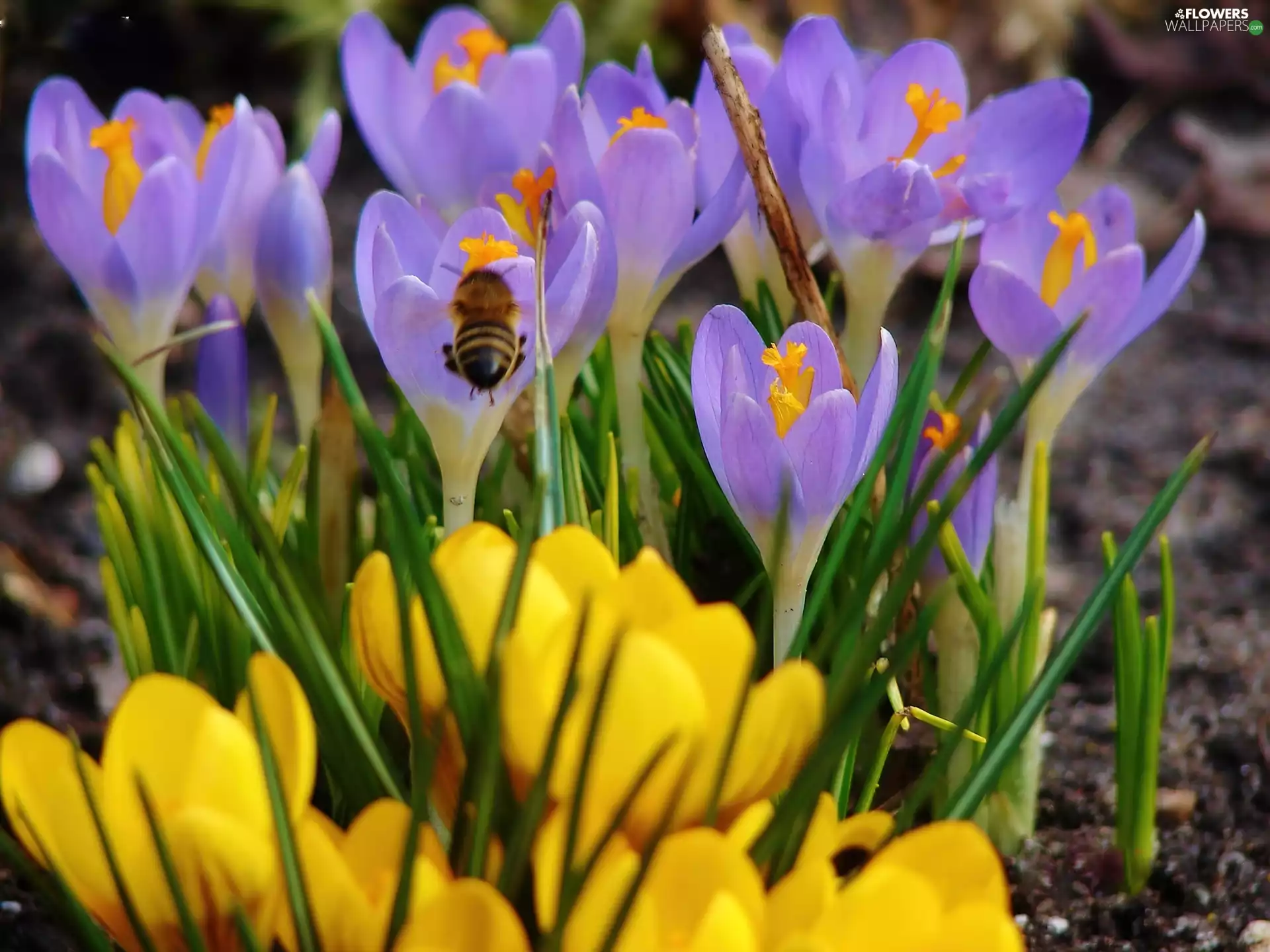 bee, color, crocuses