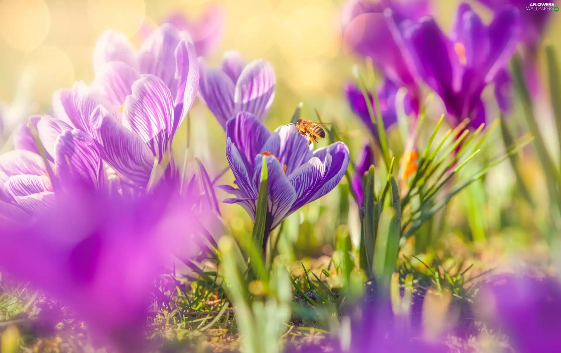 bee, Flowers, crocuses