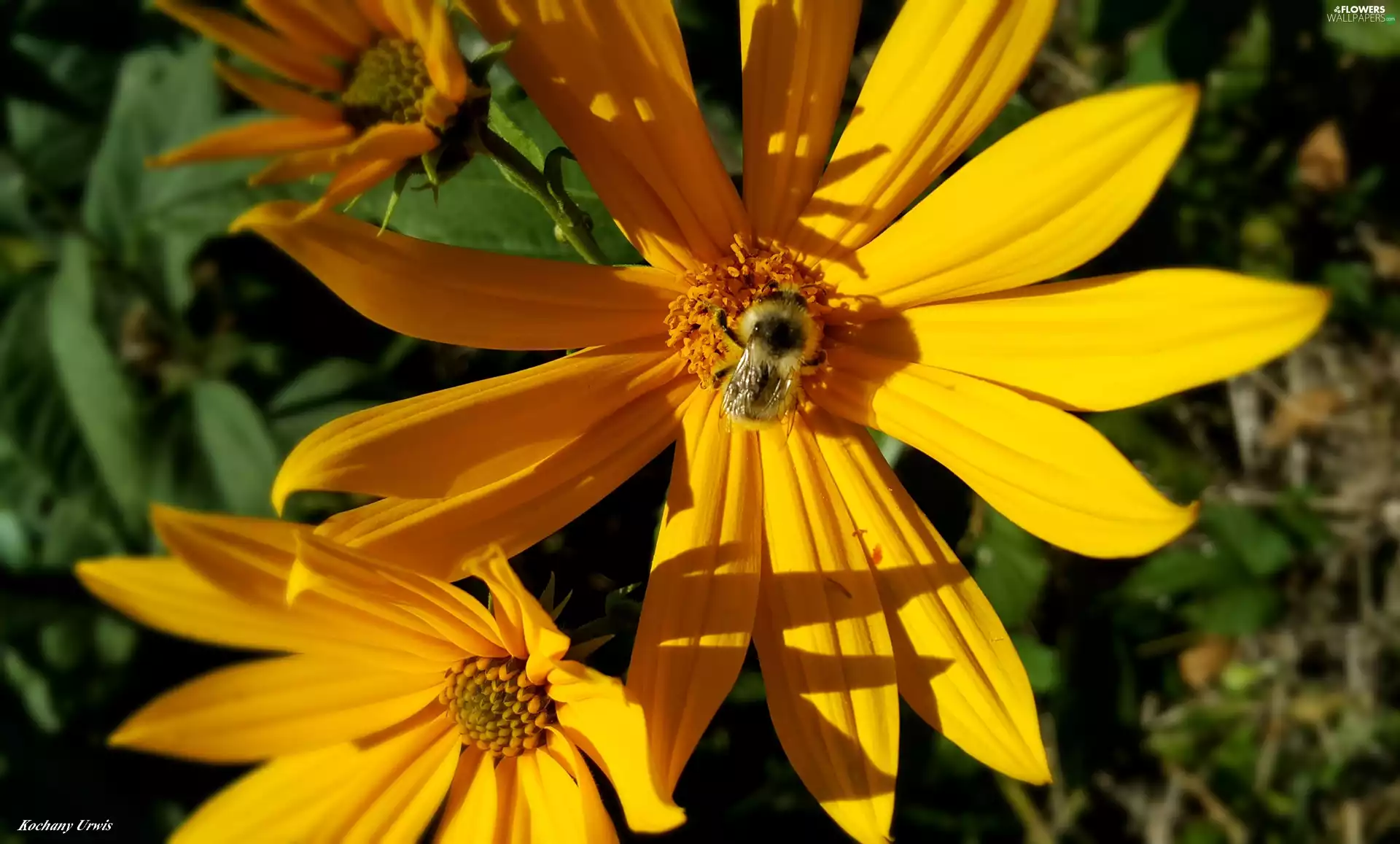 bee, Sunflower decorative