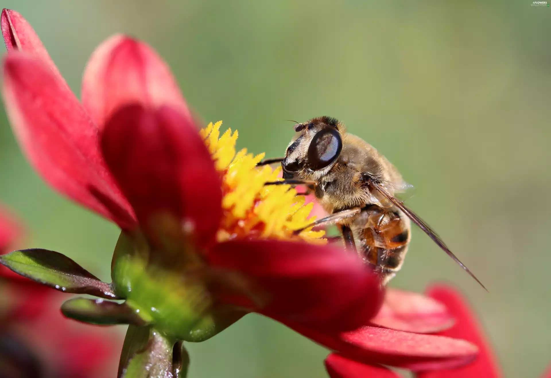 bee, Red, Flowers