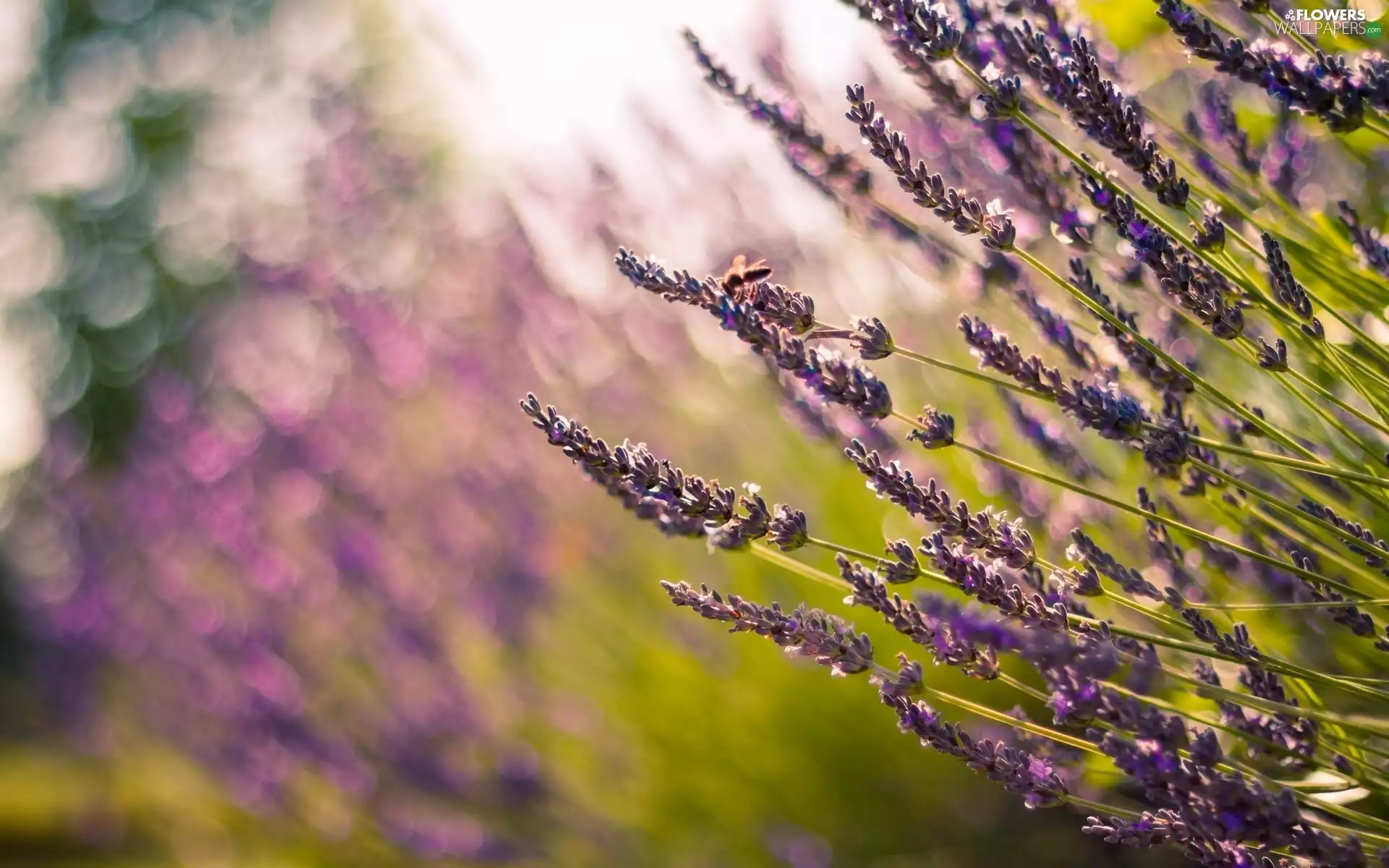 lavender, Bokeh, blur, bee