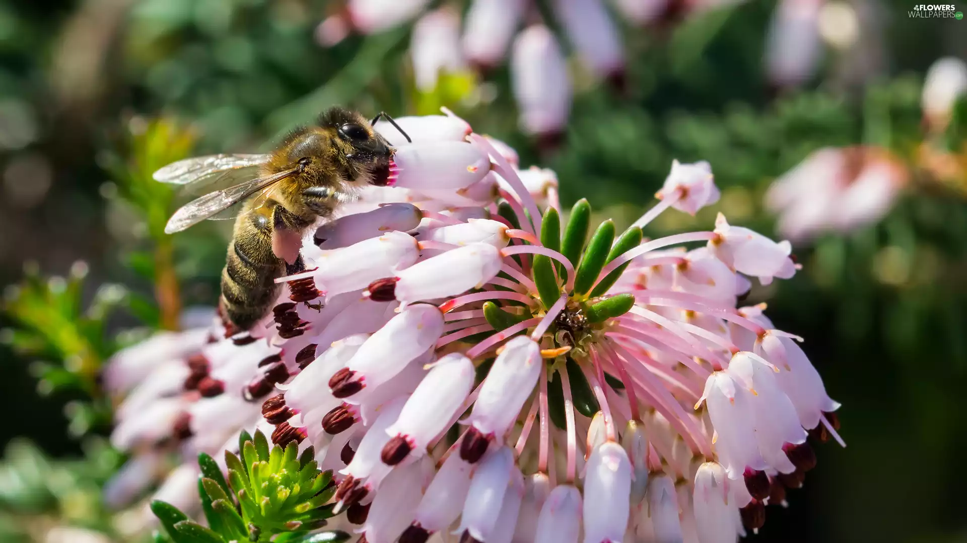 Insect, bee, Pink, Briar, Flowers