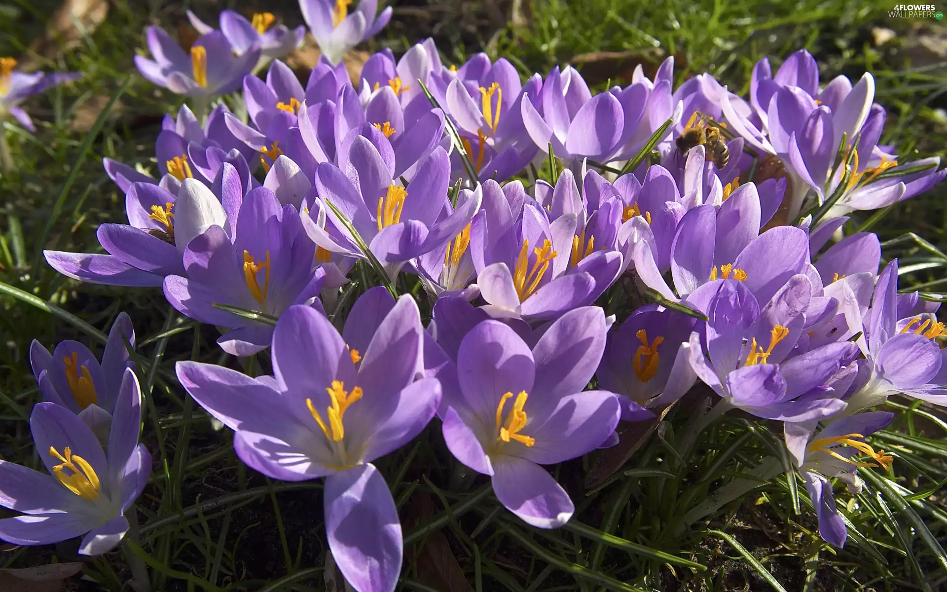 crocuses, bee, purple, illuminated, Flowers