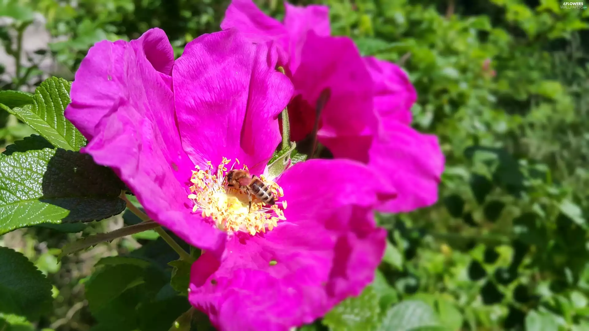 bee, Purple, rose