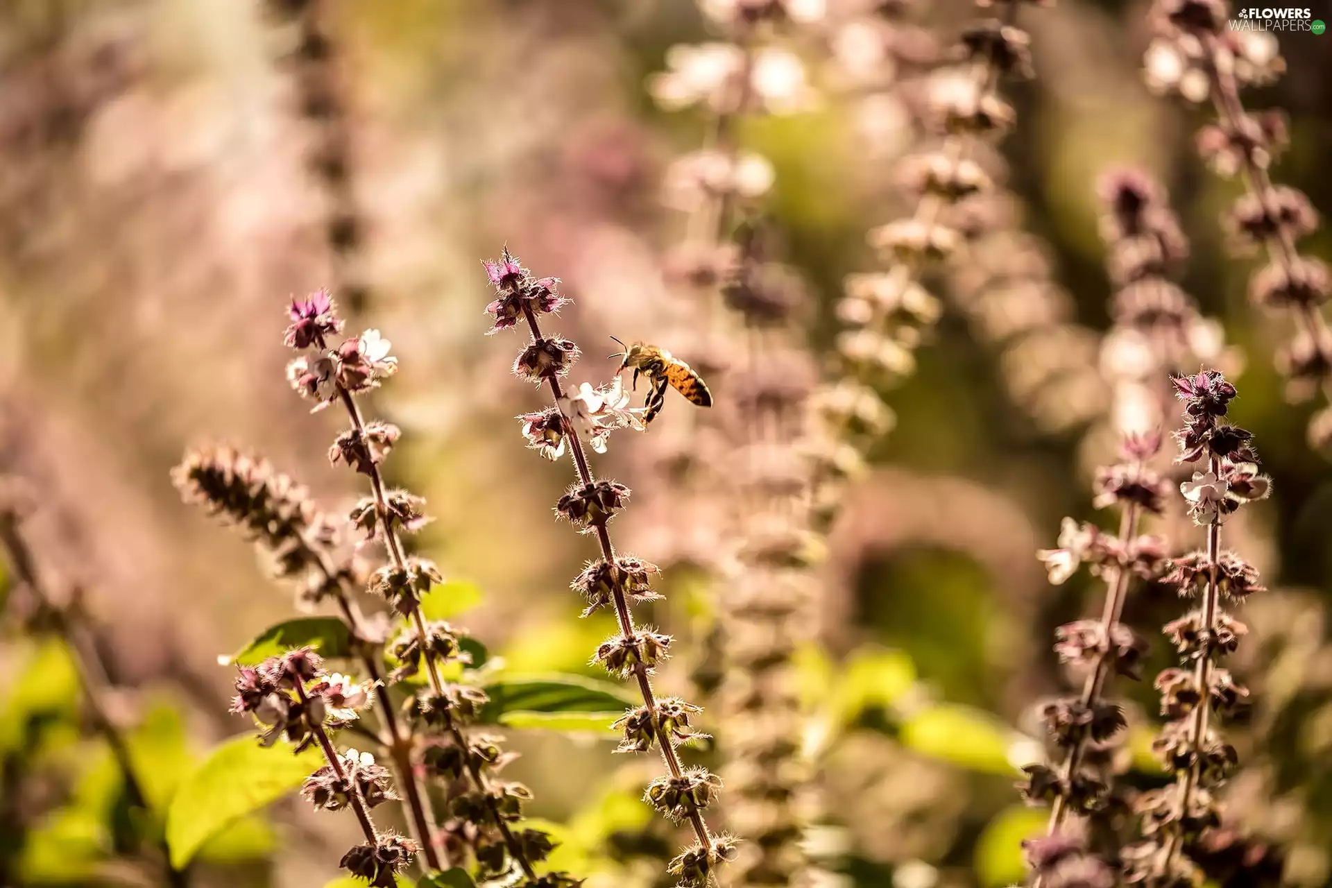 Sage, bee