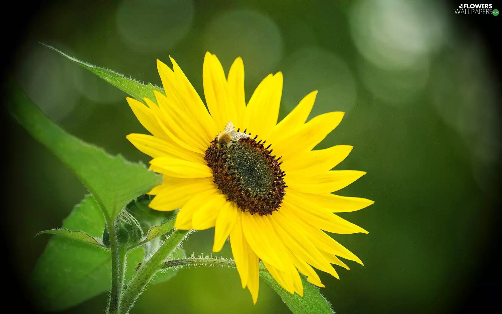 Sunflower, bee