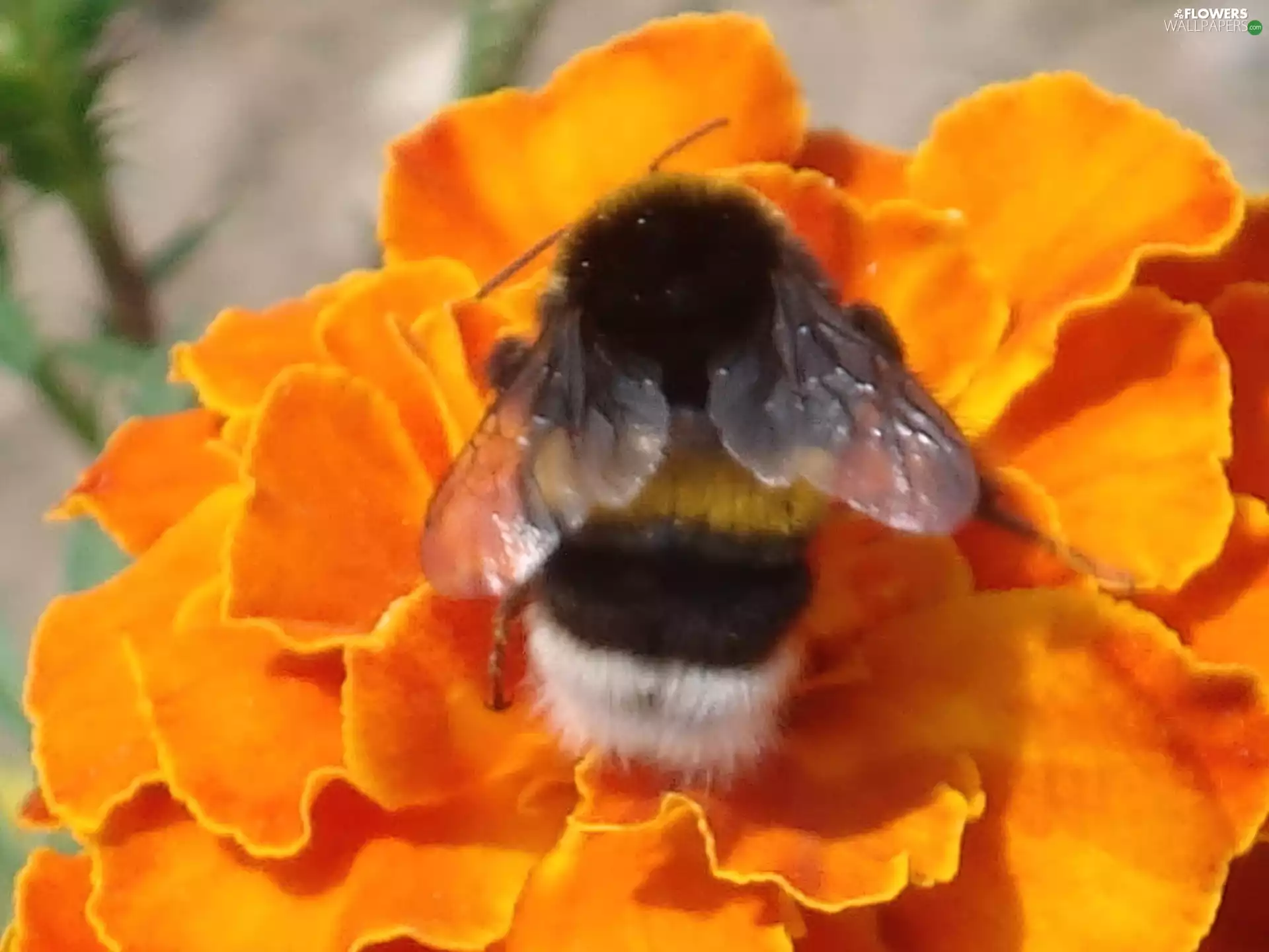 Tagetes, bee