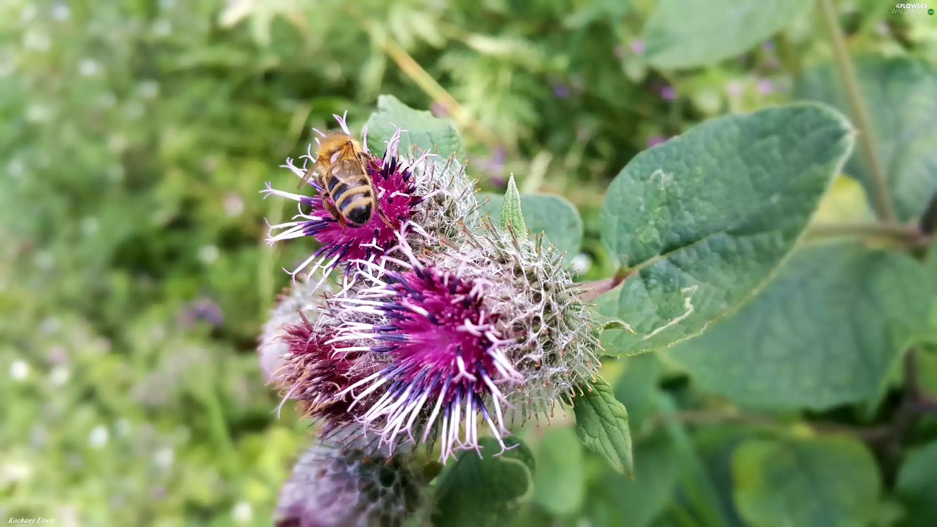bee, flower, teasel