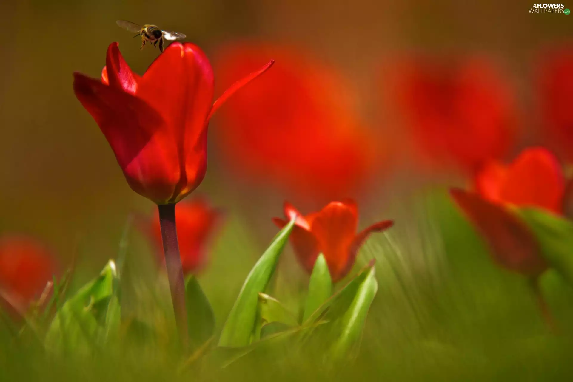 bee, Red, Tulips