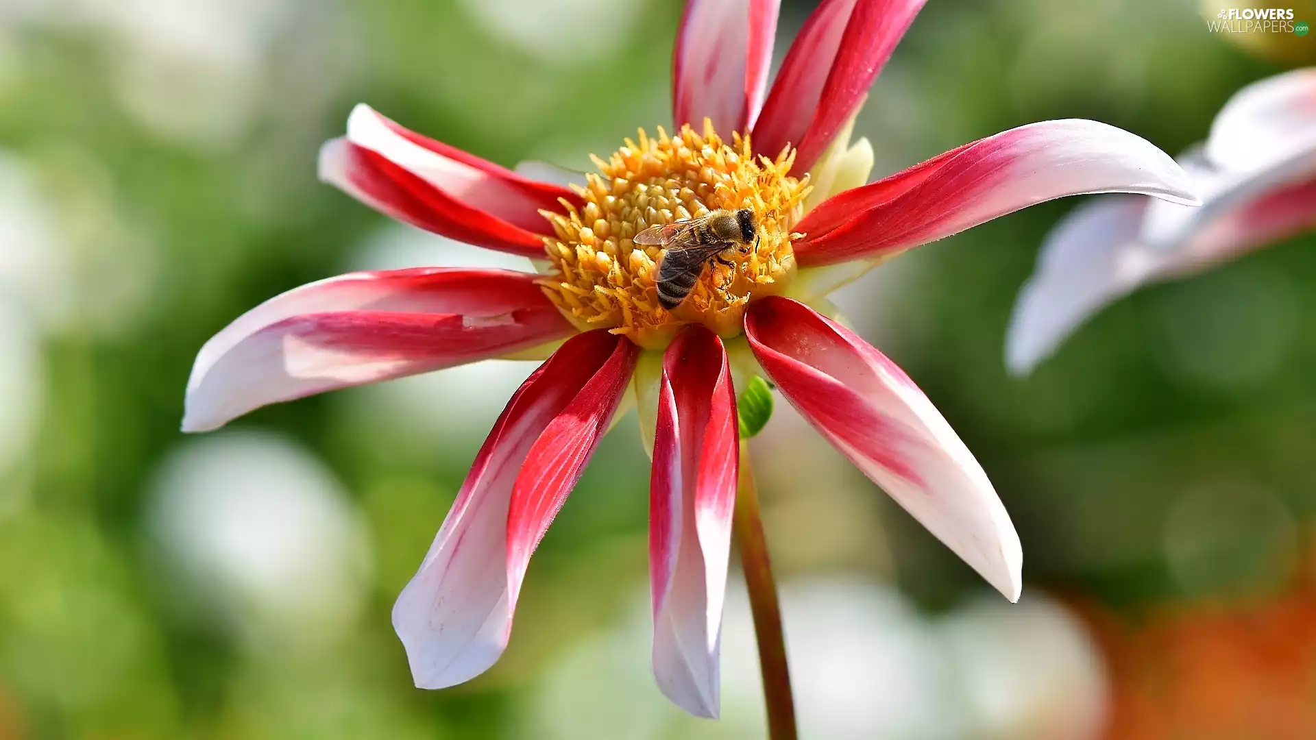 Colourfull Flowers, Dalia, bee, Red-White
