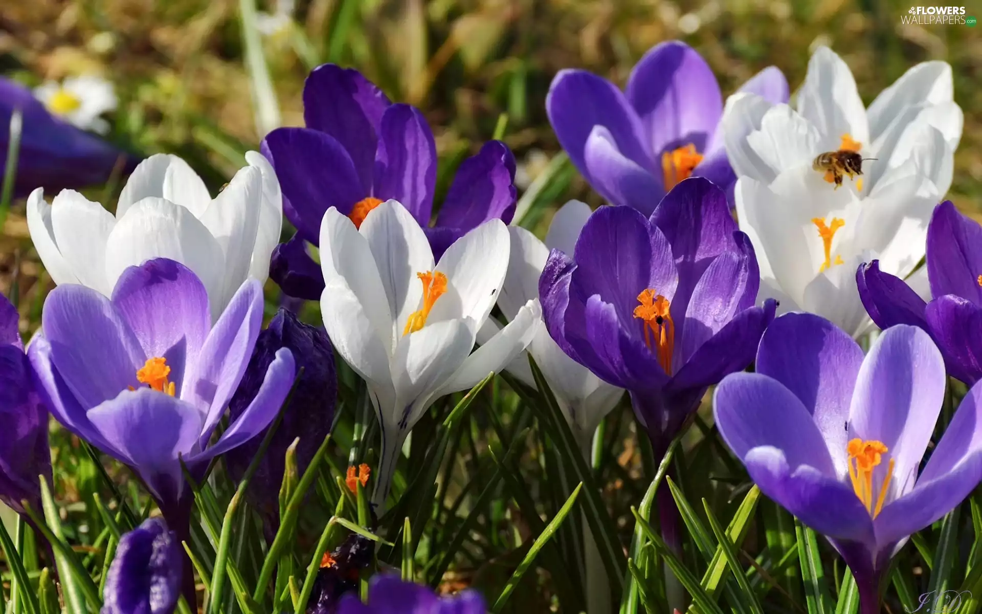 purple, Flowers, grass, bee, crocuses, White