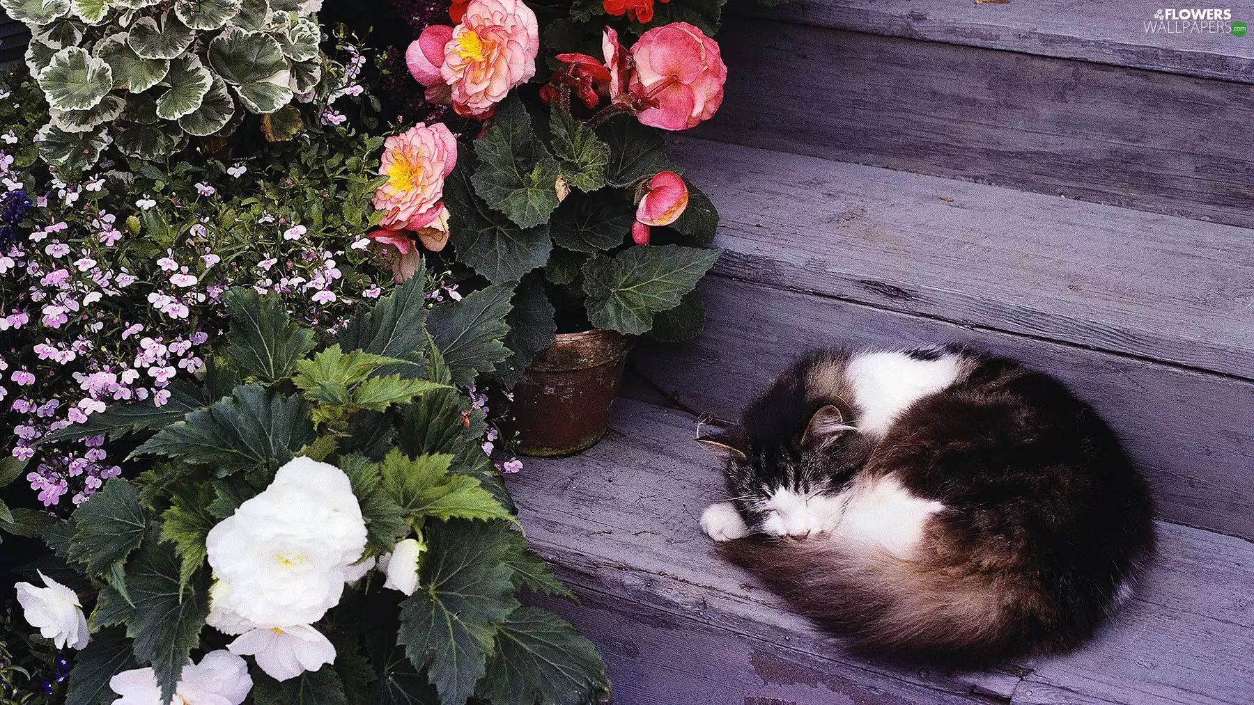 Flowers, begonia, cat, Stairs, sleepy