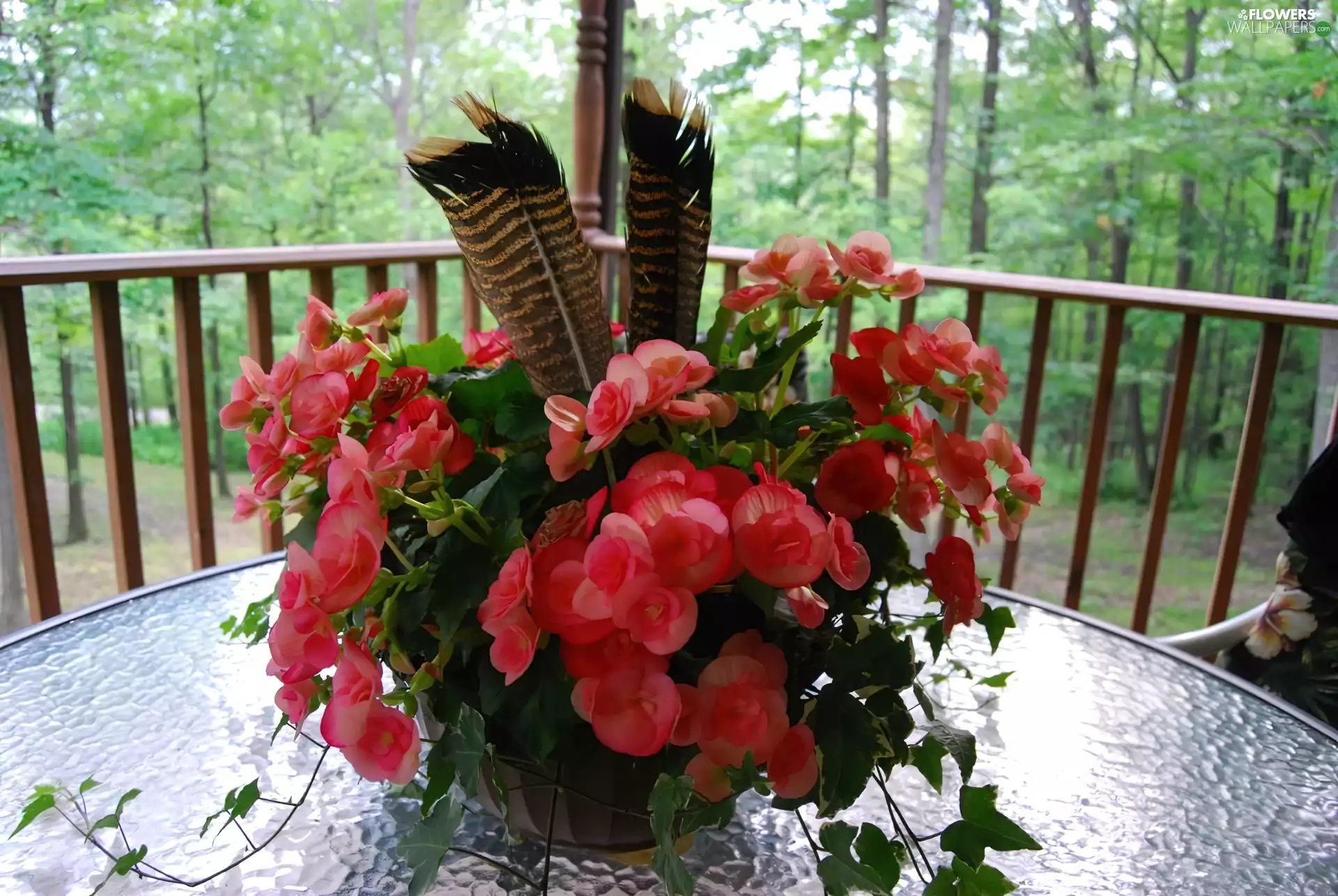 begonia, terrace