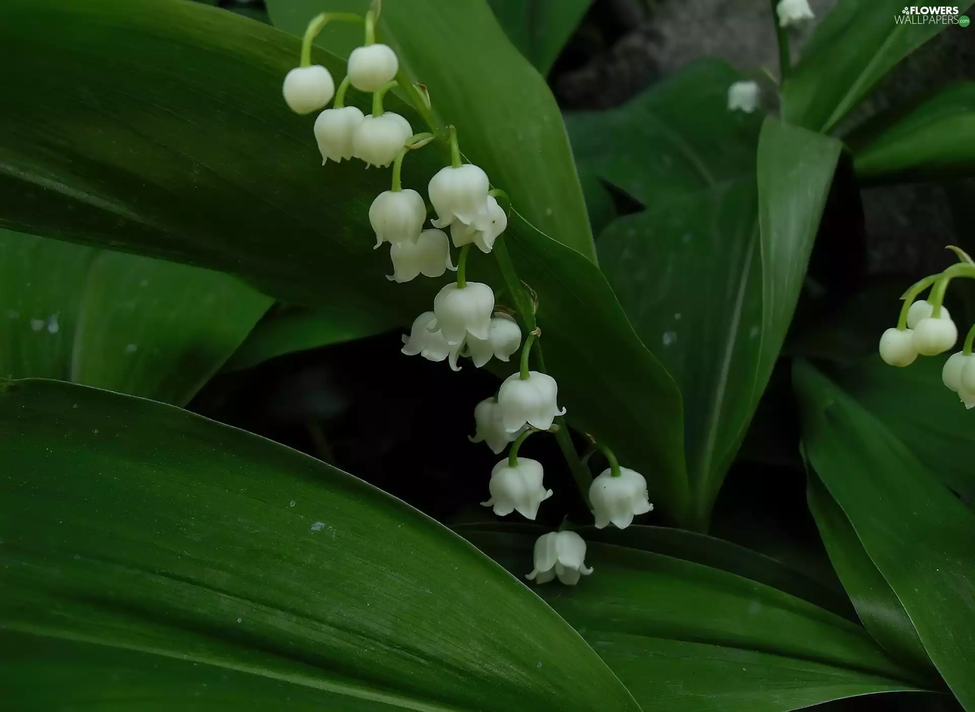 bells, lilies, White