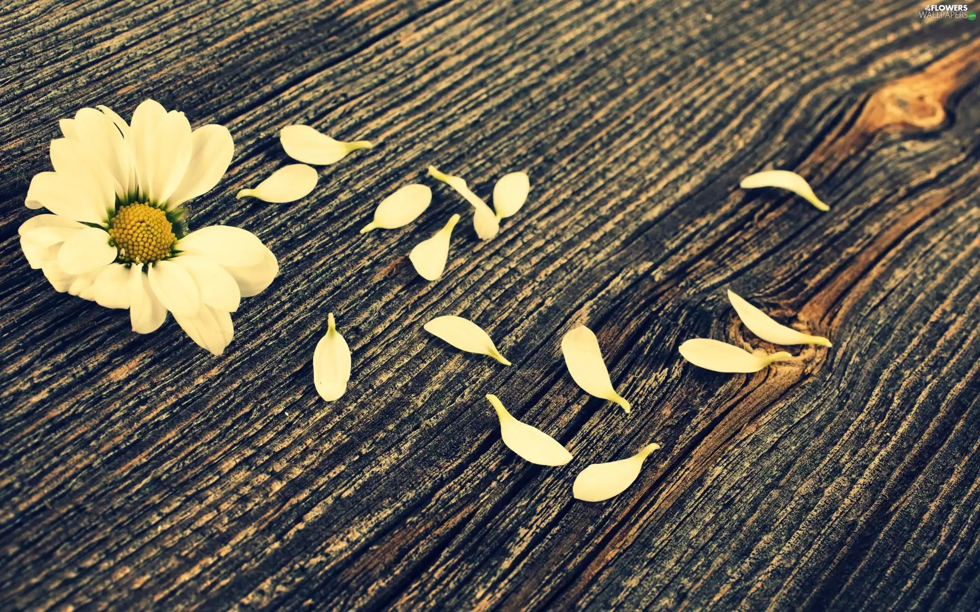 flower, flakes, Bench, scattered