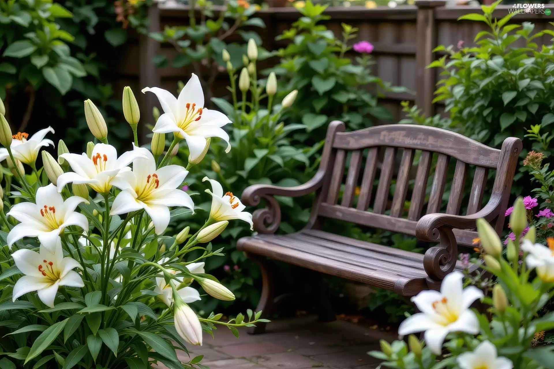 lilies, Bench, Flowers, White, Garden