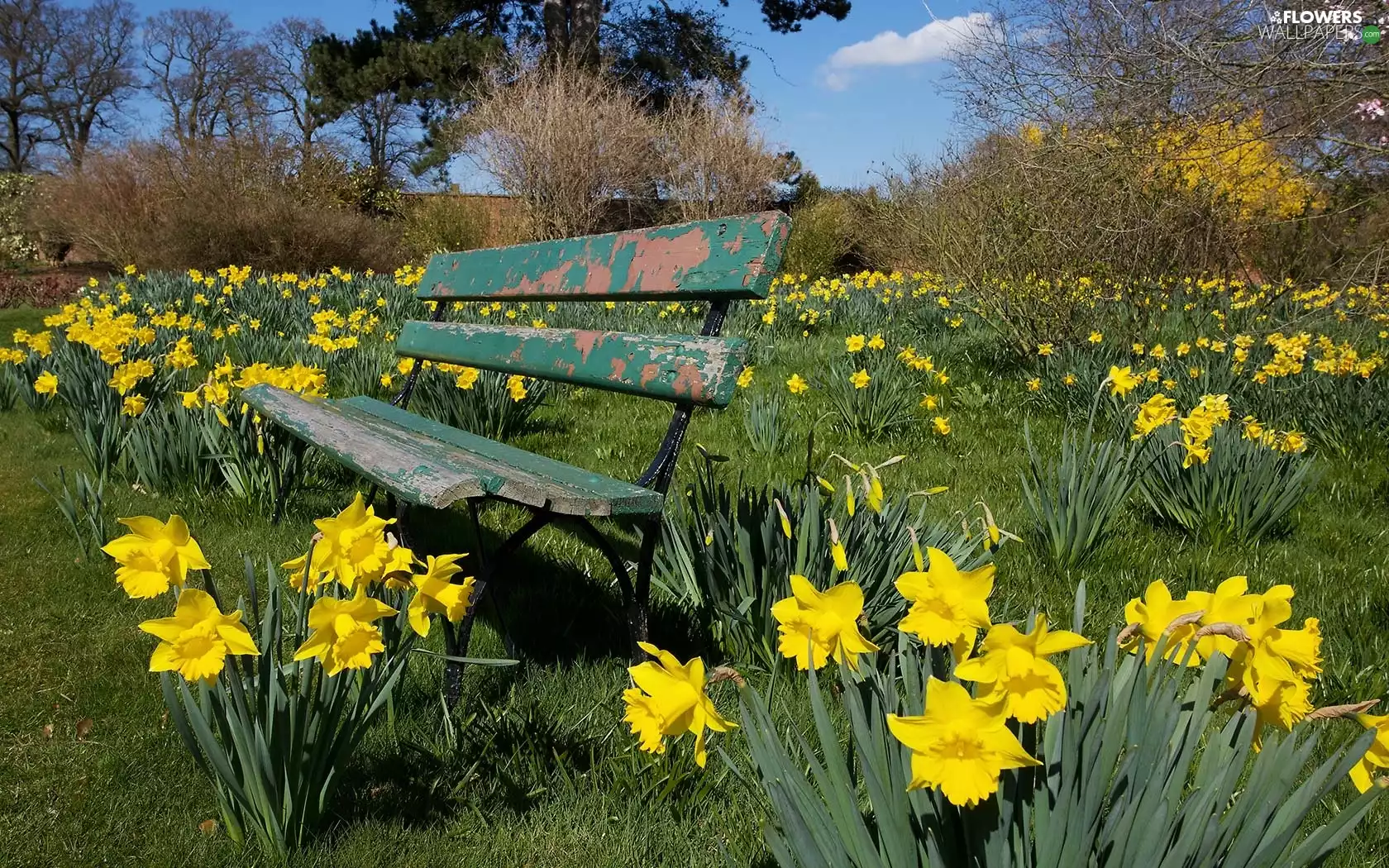 Bench, Daffodils, Garden